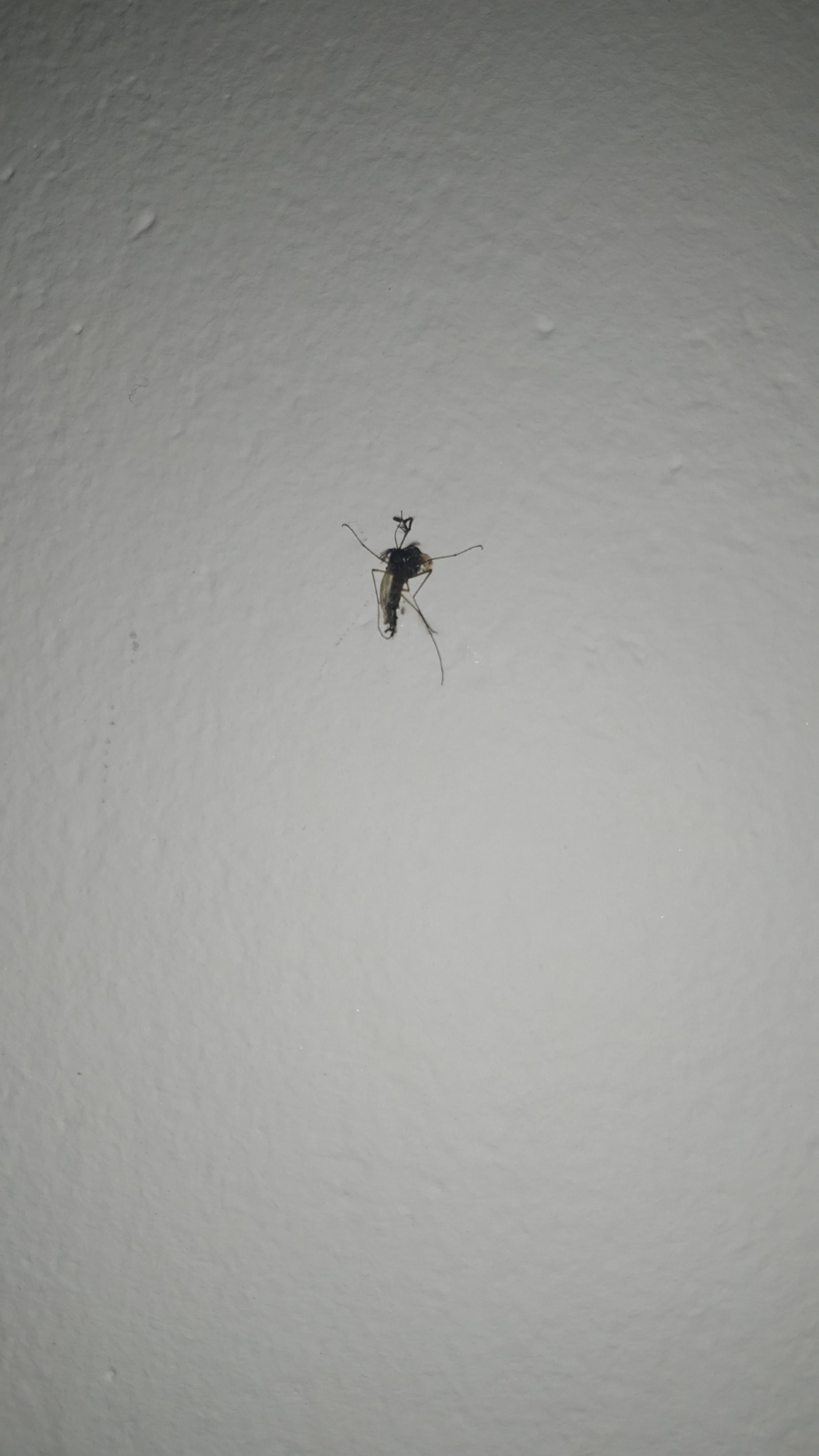 I heard buzzing close to my head in bed so i randomly hit