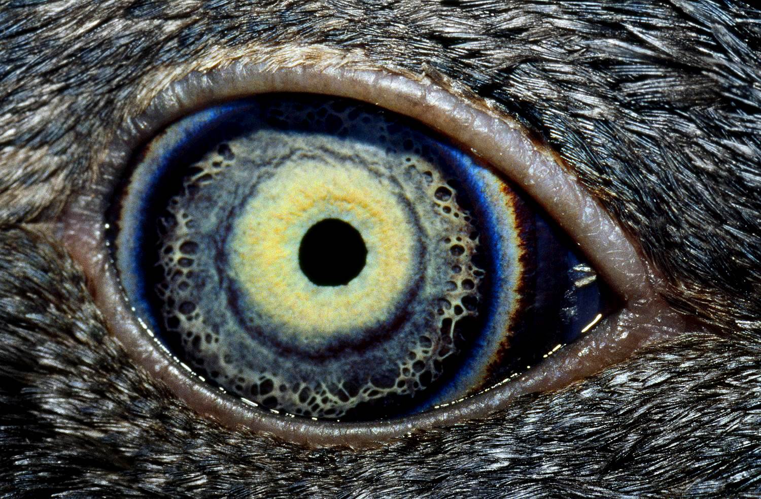 🔥 Fairy Penguin eye r/NatureIsFuckingLit