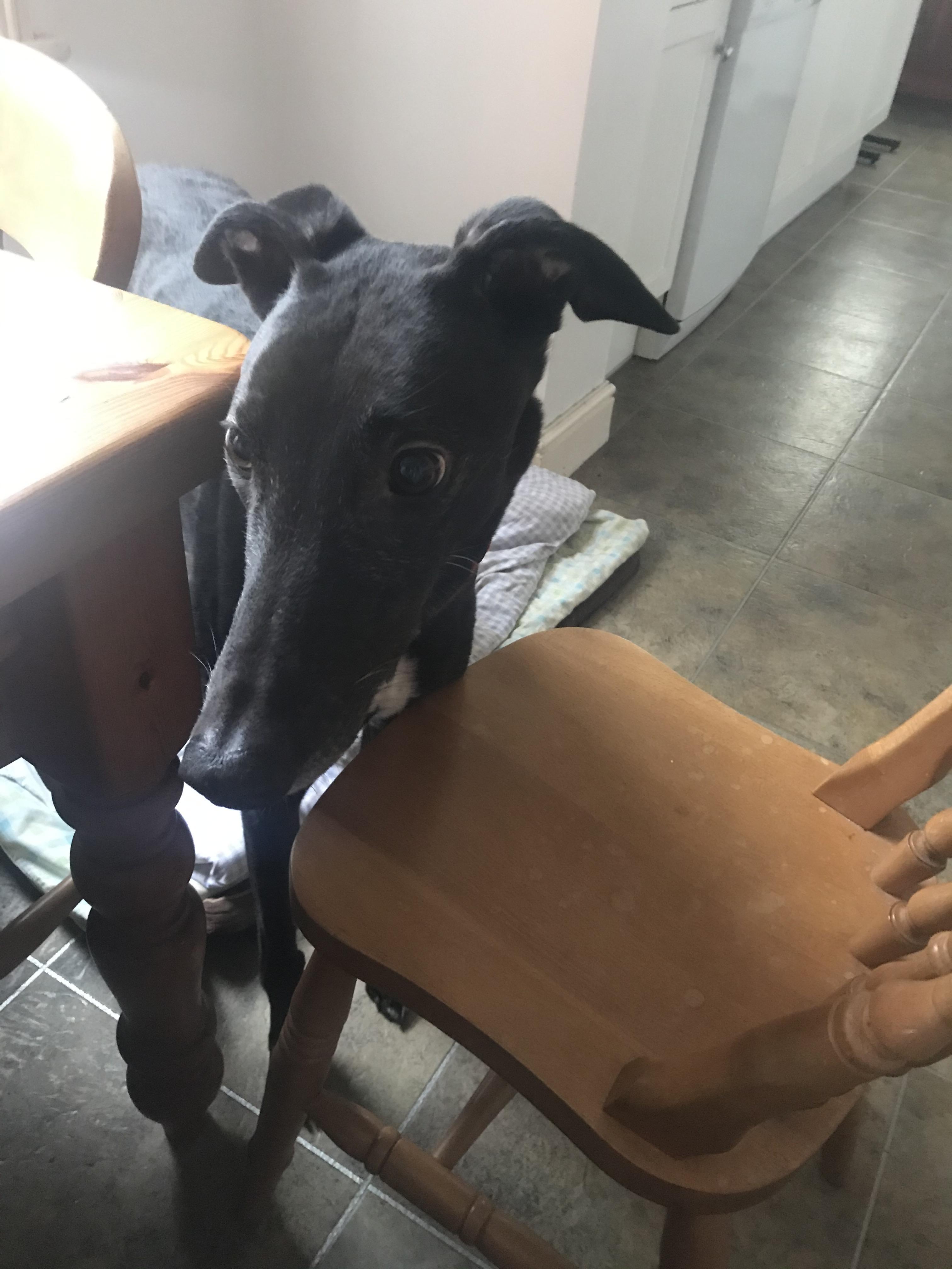 Just read that greyhounds chattering is their version of purring! My