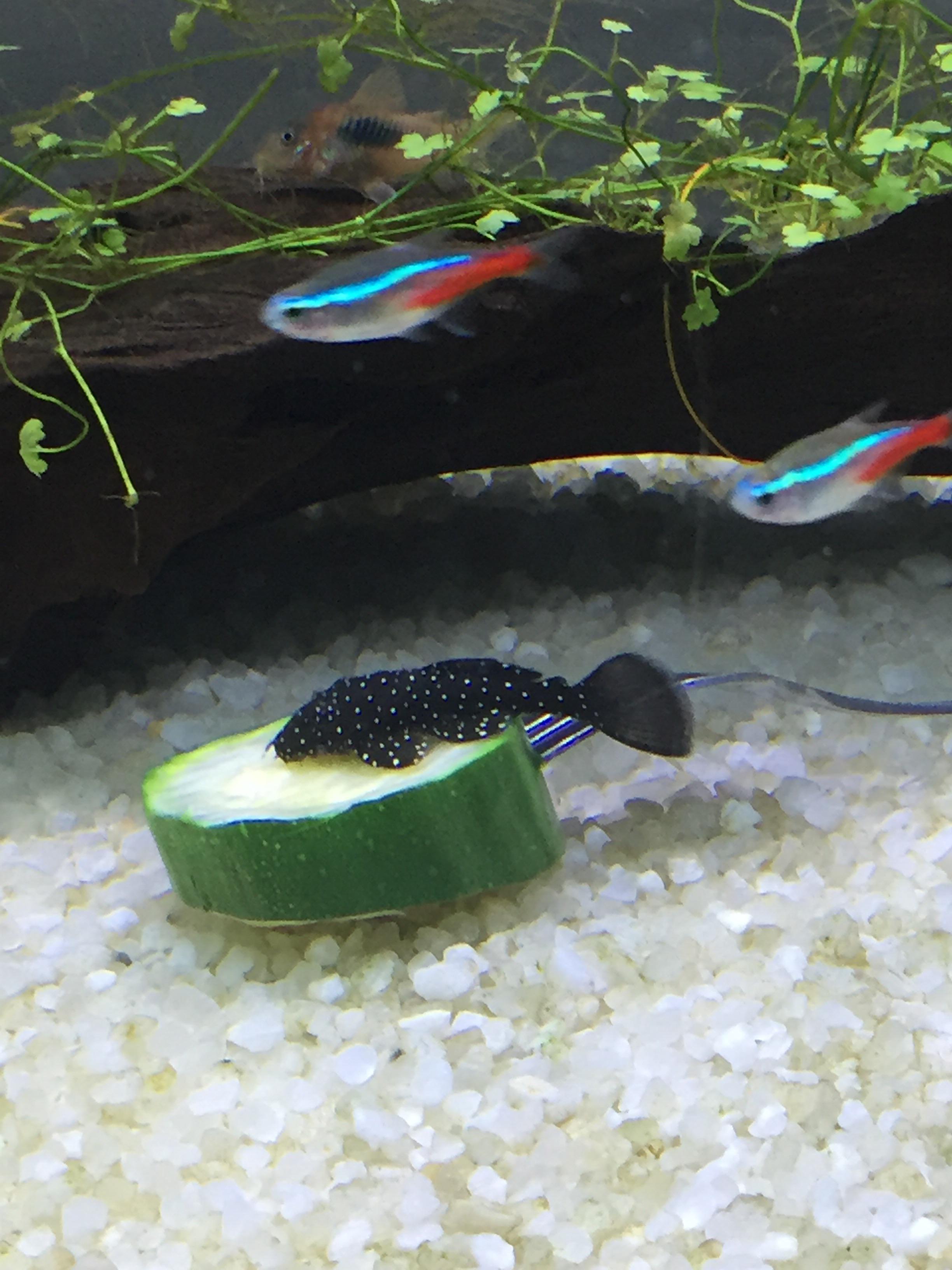 A rare photo of my pleco actually eating zucchini r/Aquariums