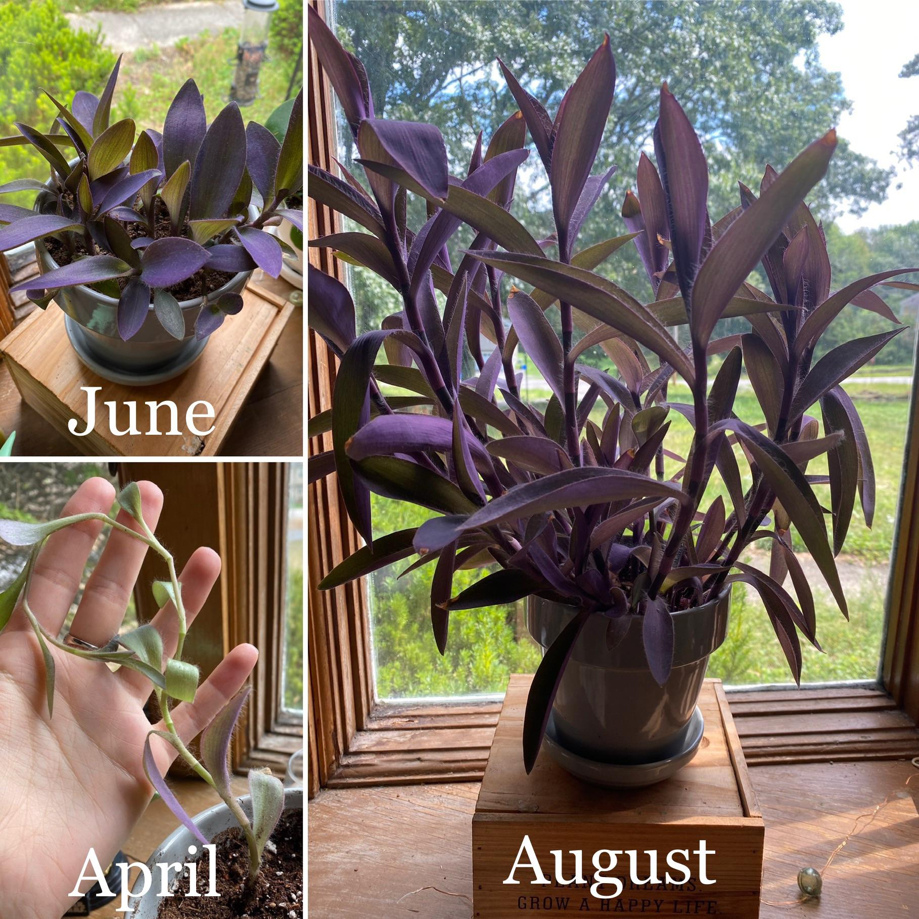 My “Purple Heart” transformation more light, propagation and regular