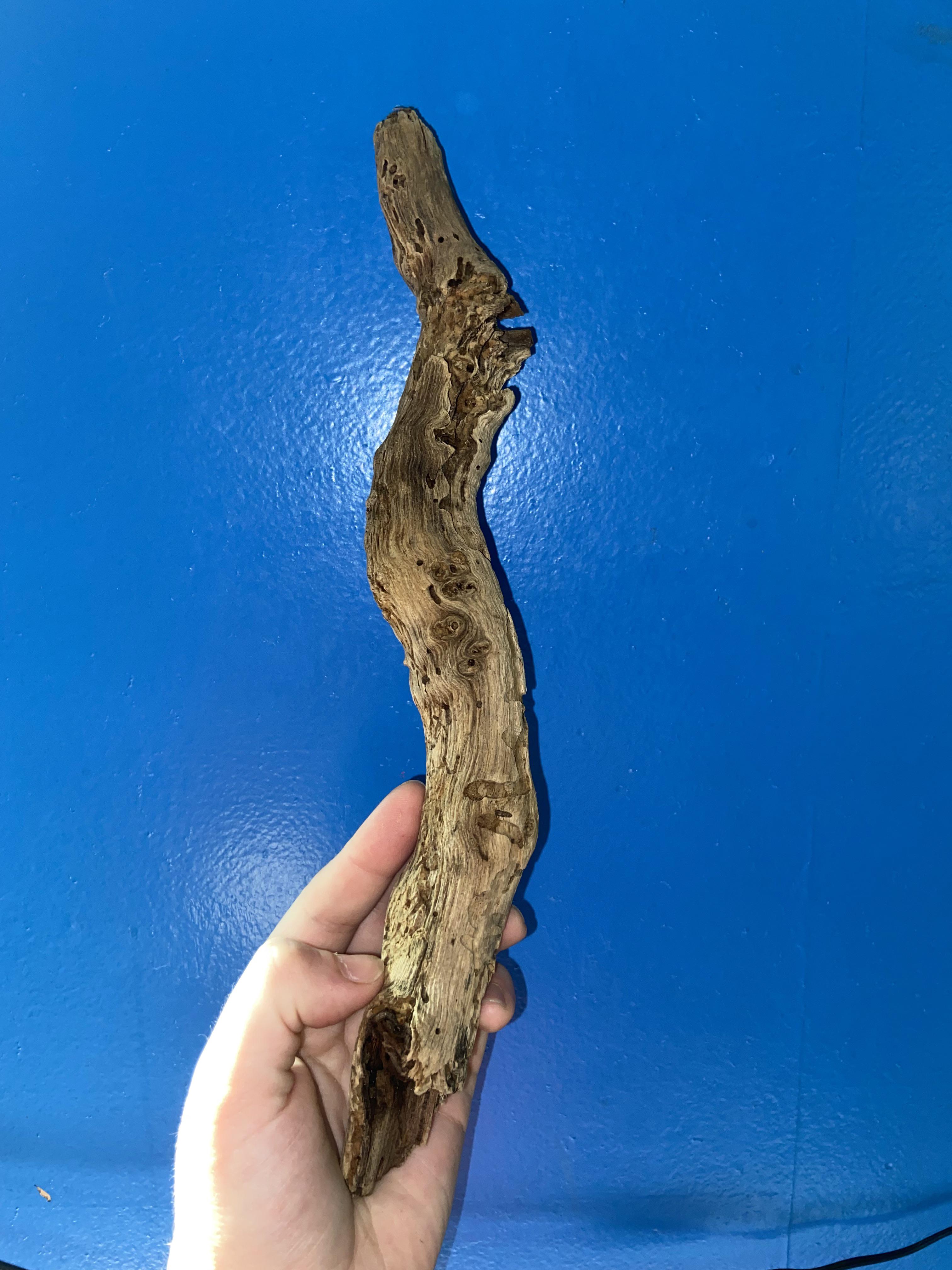 Driftwood? Found on Hawaii Beach r/PlantedTank