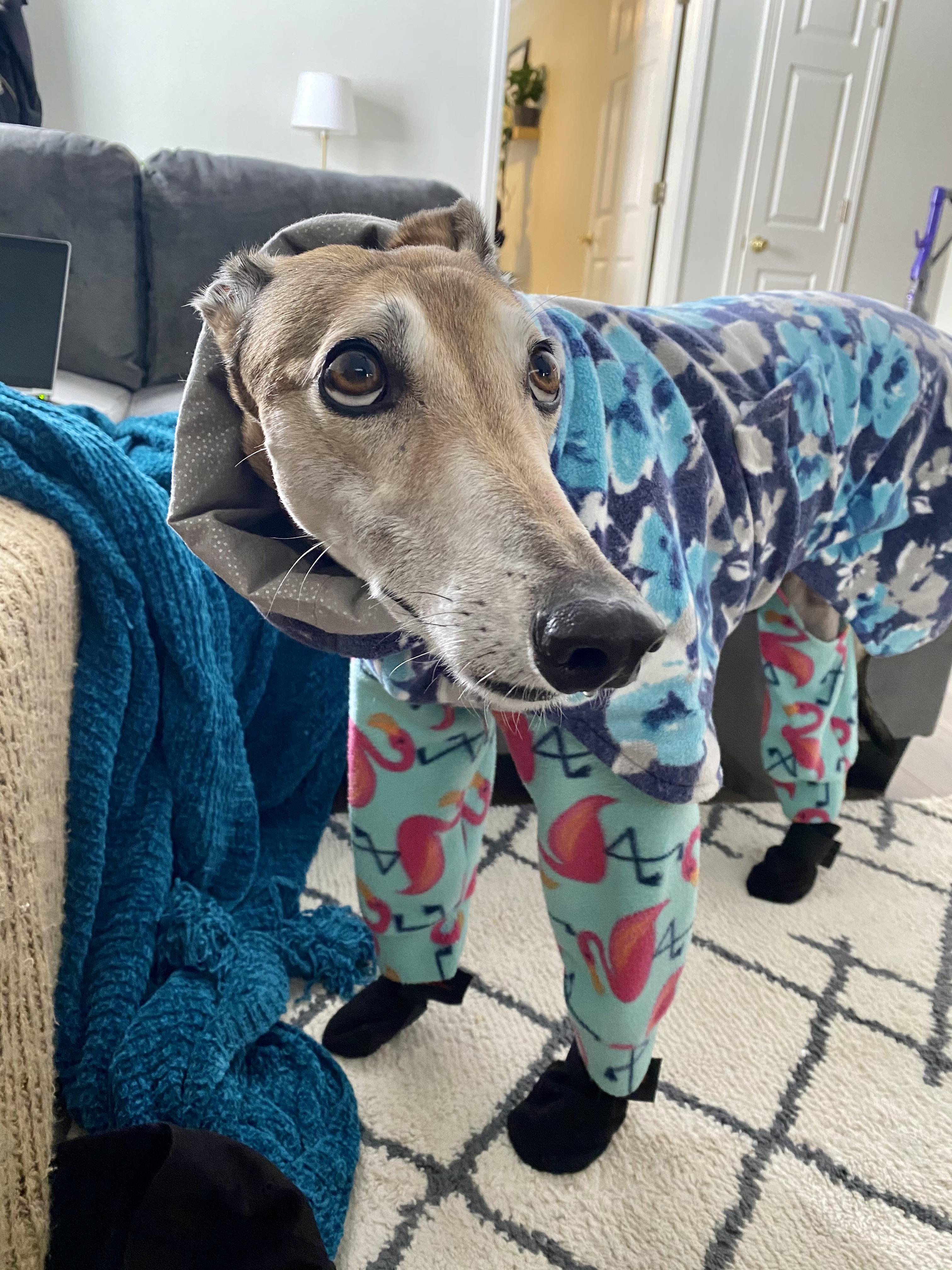 She’s not feeling this cold weather. (We had to carry her outside after this.) r/Greyhounds