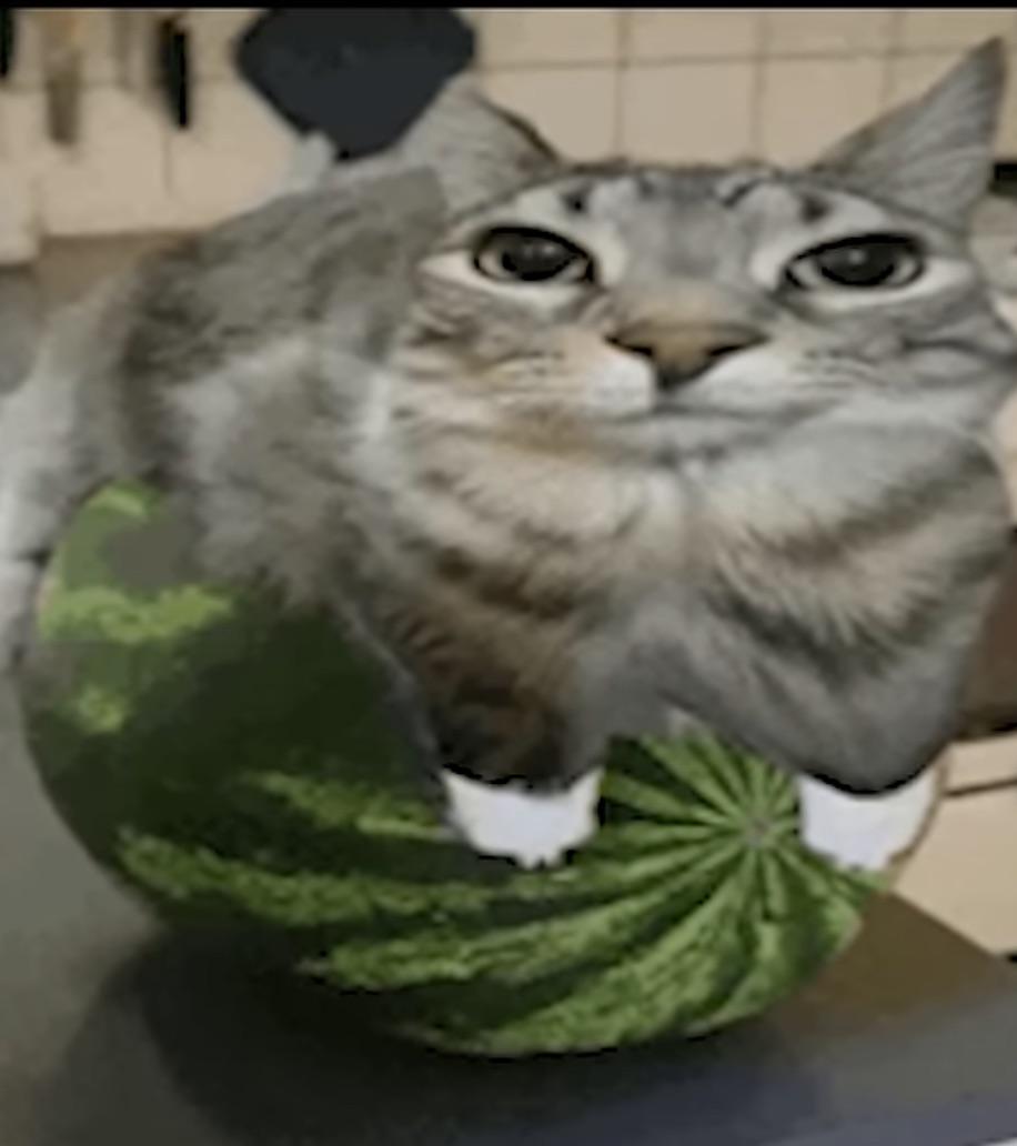 Watermelon cat r/YuB