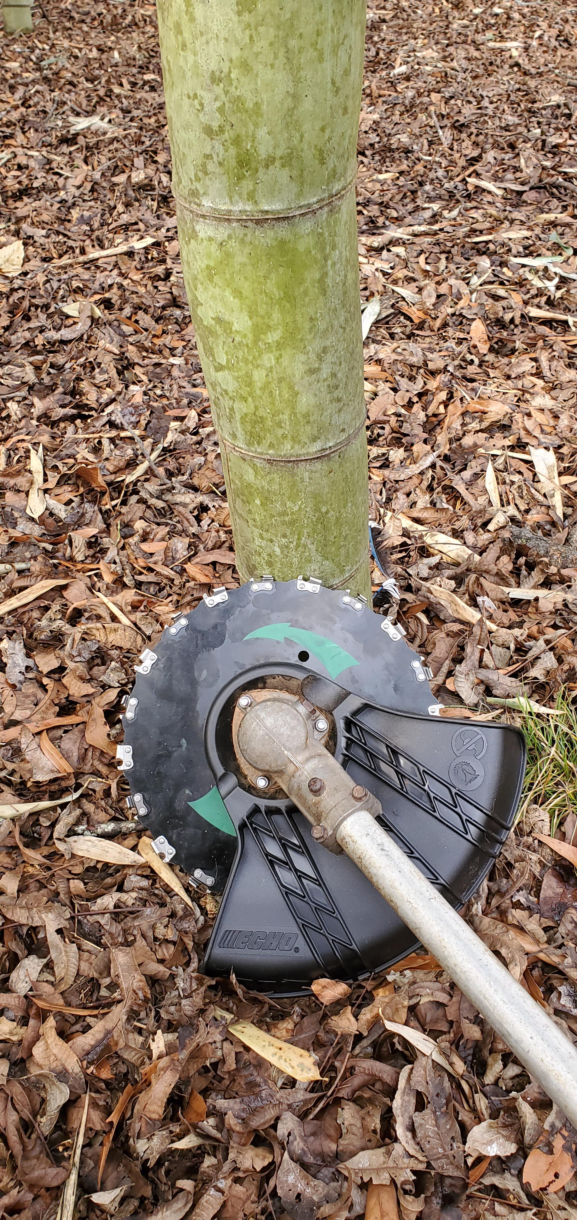 One of the best tools for maintaining your grove. Chainsaw tooth brush