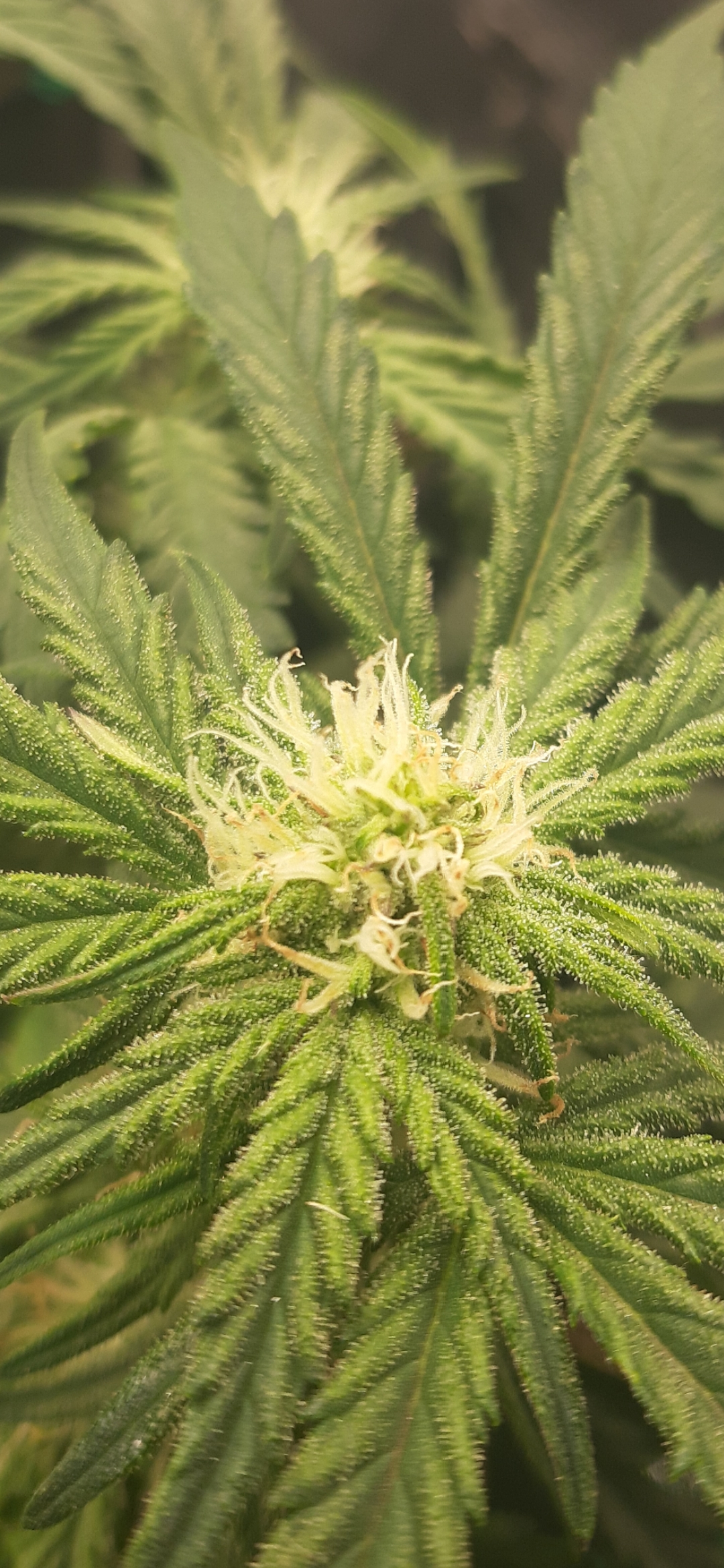 Purple Thai showing some nice resin production. FFOF soil top dressed