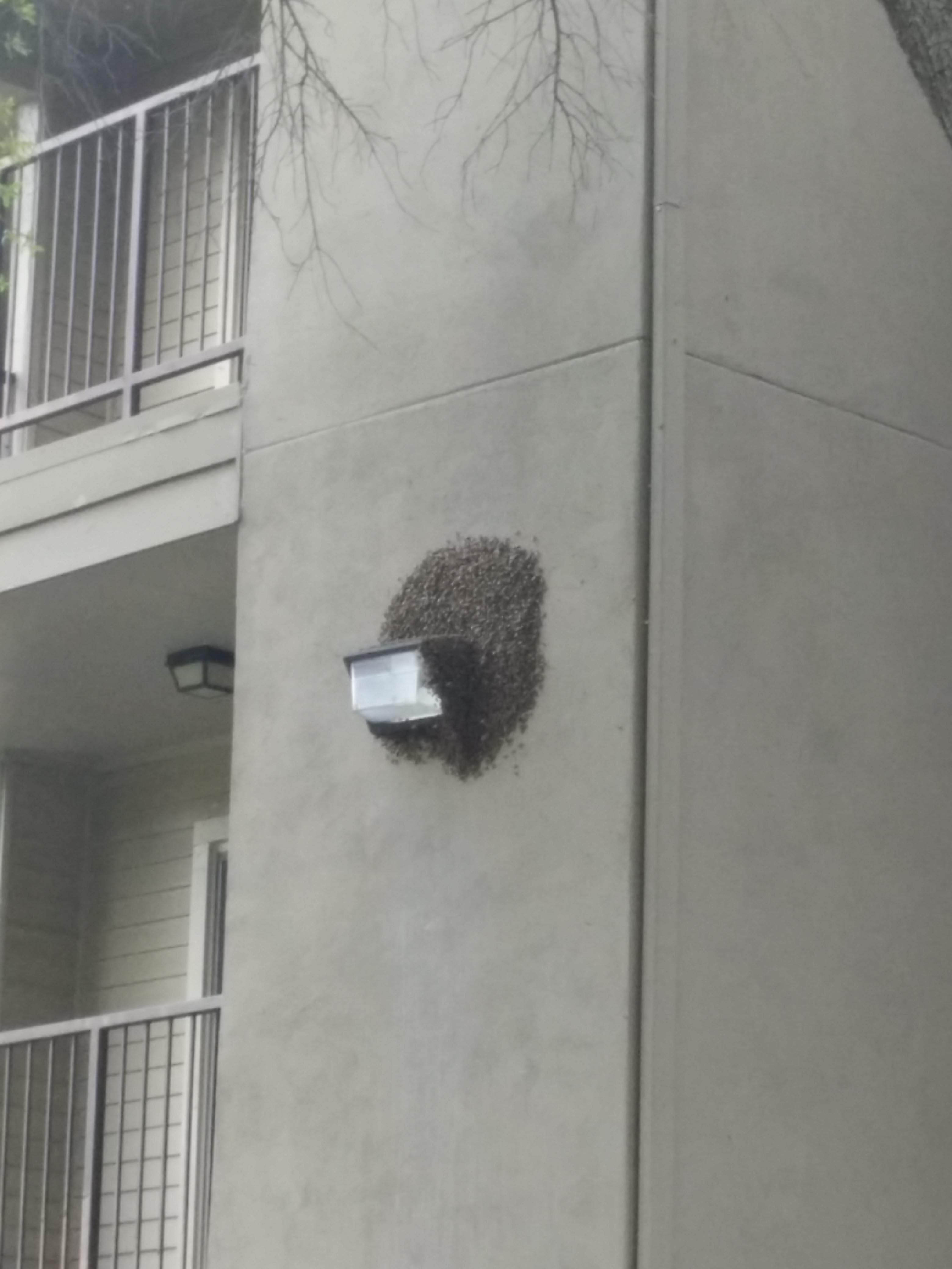 Swarm of bees on the back of apartment building 4 r/utdallas