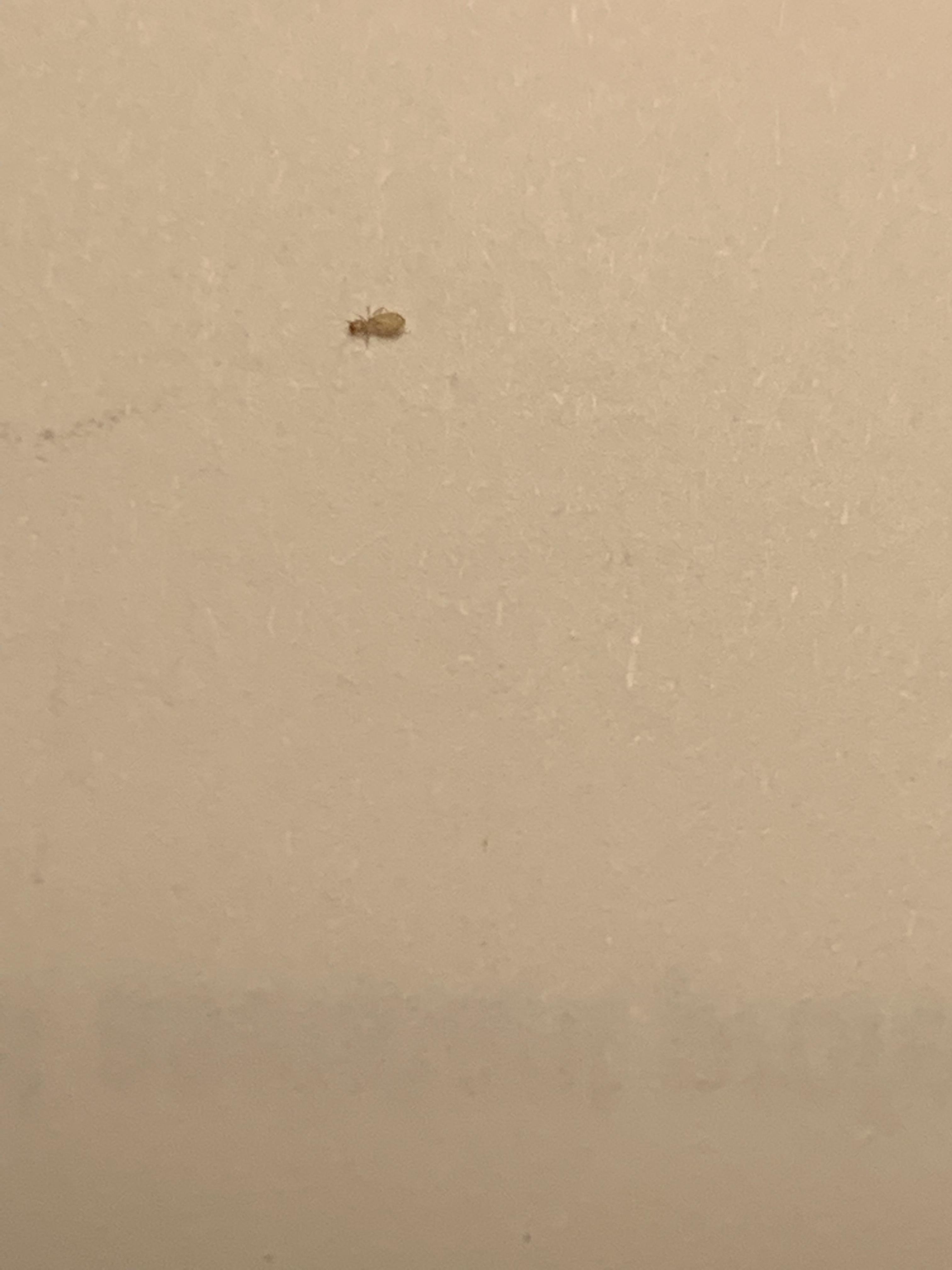 (Brooklyn) is this a bedbug nymph or book louse ? whatsthisbug
