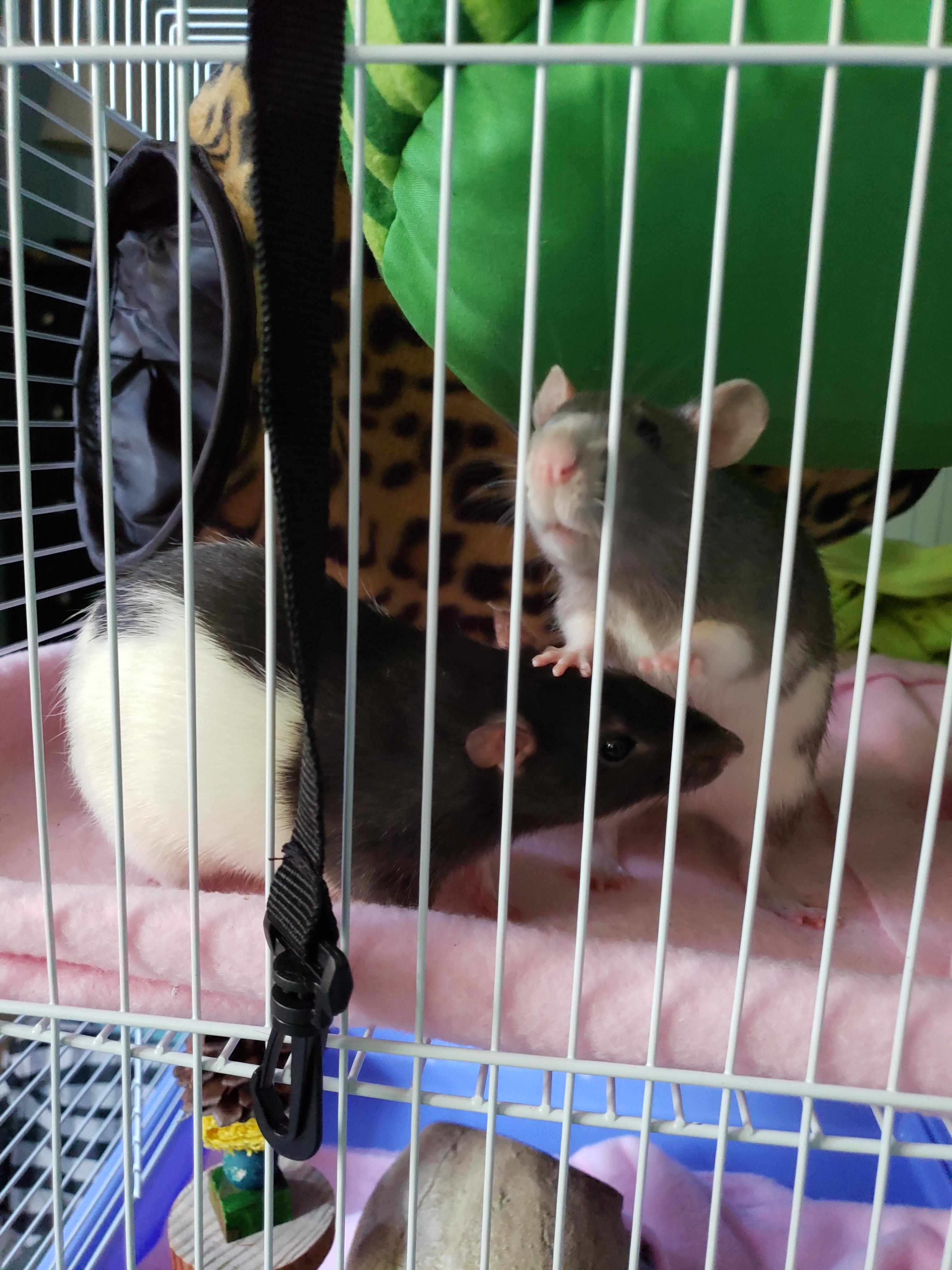 Petunia and Daisy this morning ) r/RATS
