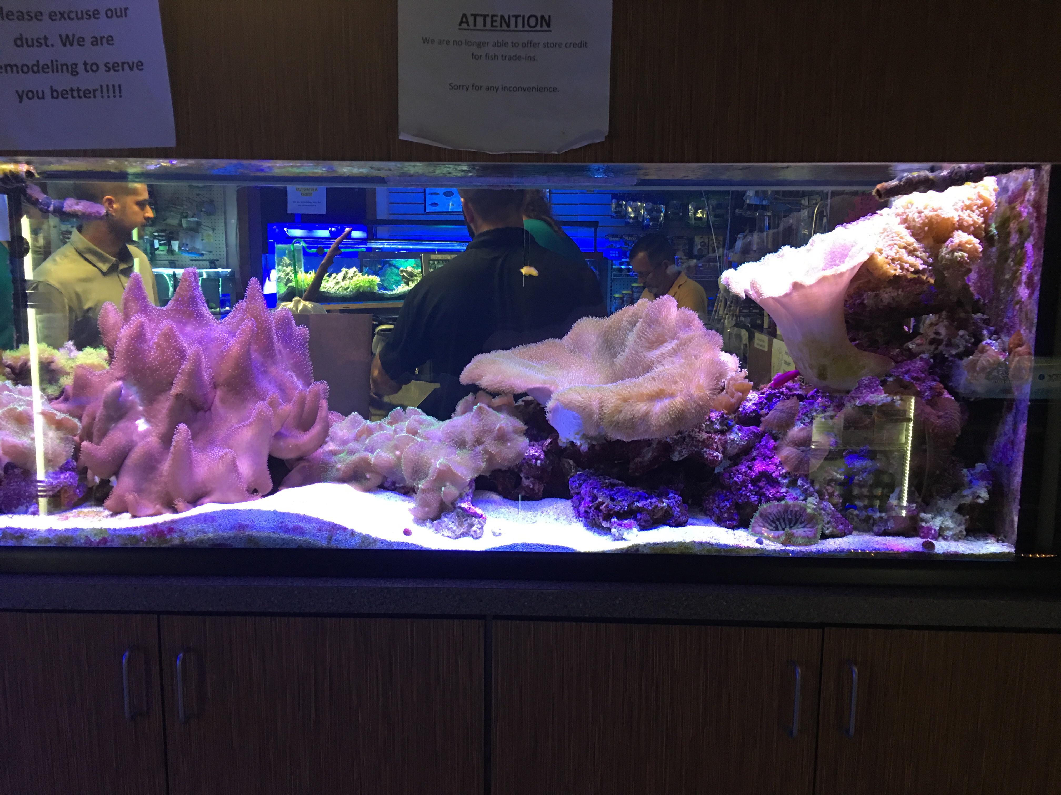 reef tank I saw at a fish store in Melbourne, FL r/Aquariums