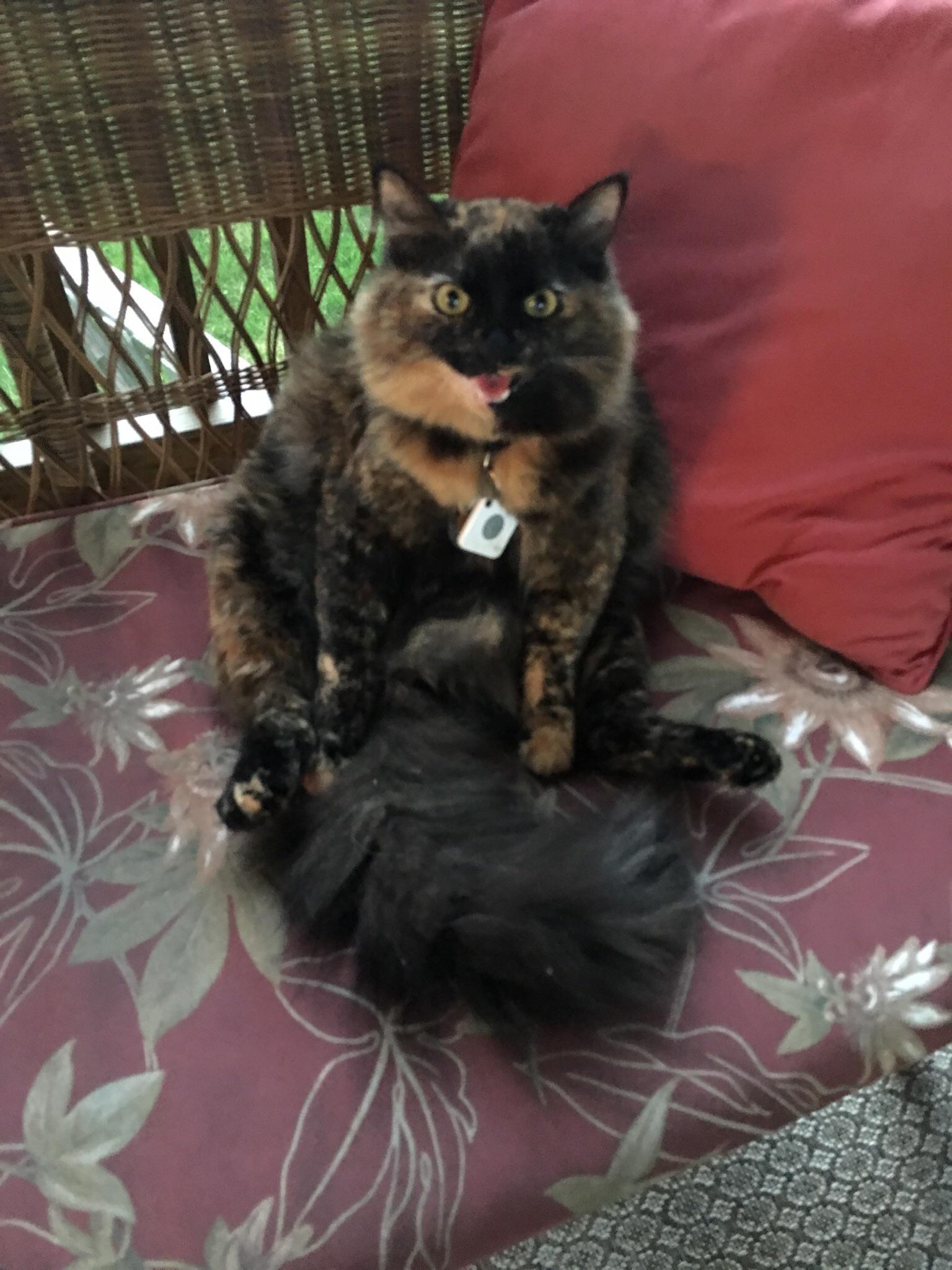 I use a Tile to track Boo. I ring it, and she comes inside. r/cats