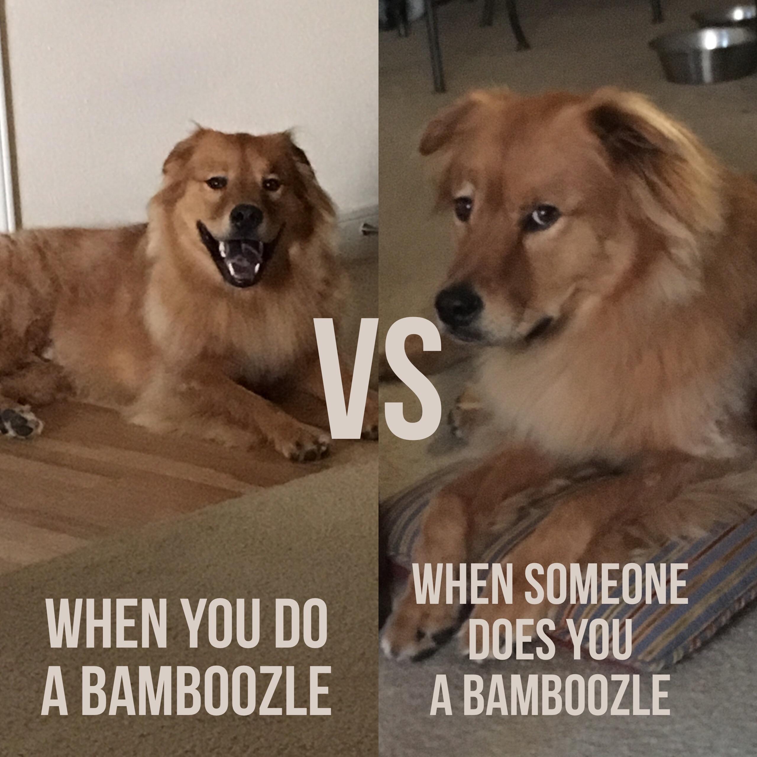 It's been a bamboozle kind of day. r/rarepuppers