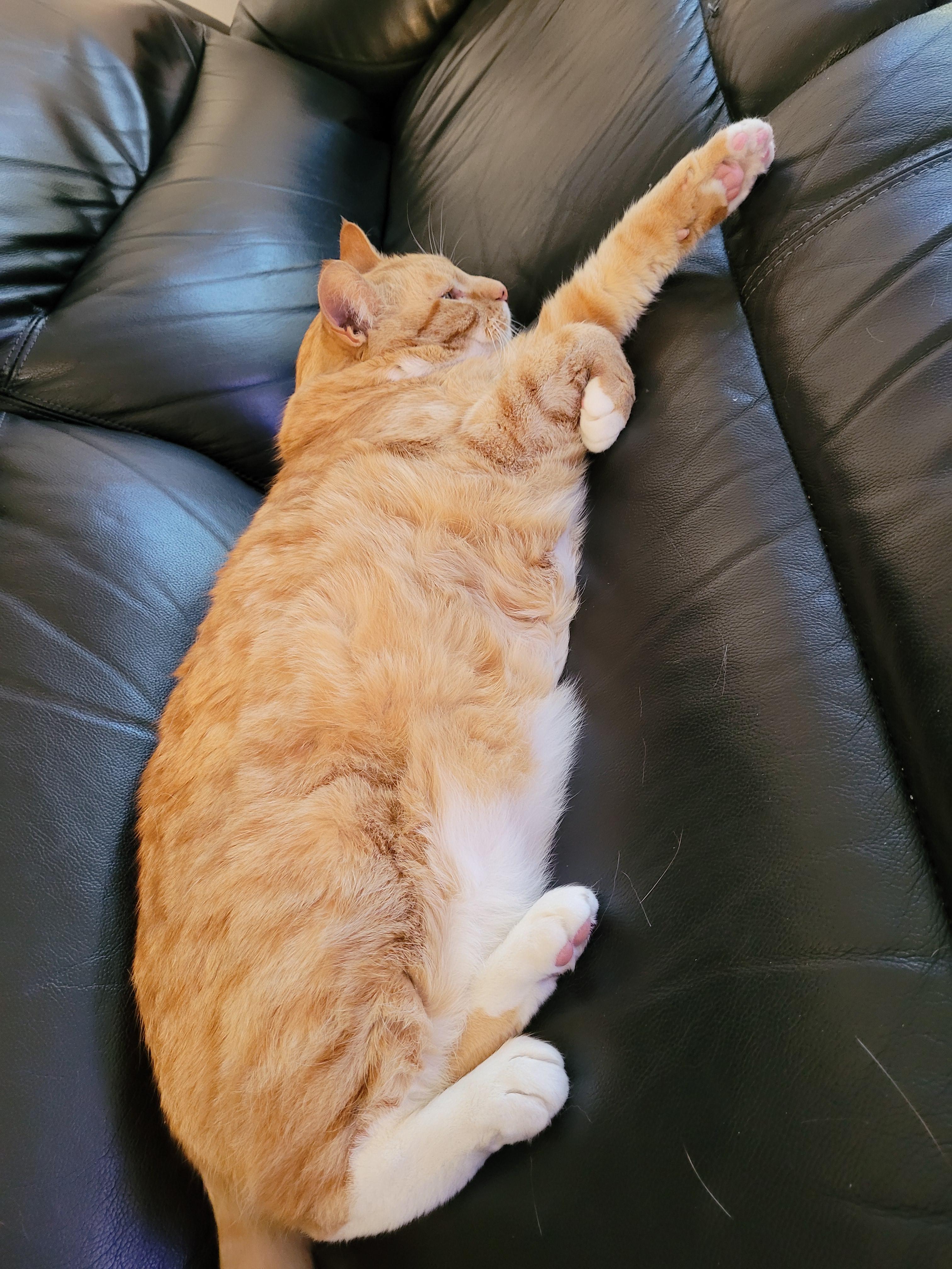 This is Bob. He leaves fur everywhere he goes, but I love the heck out