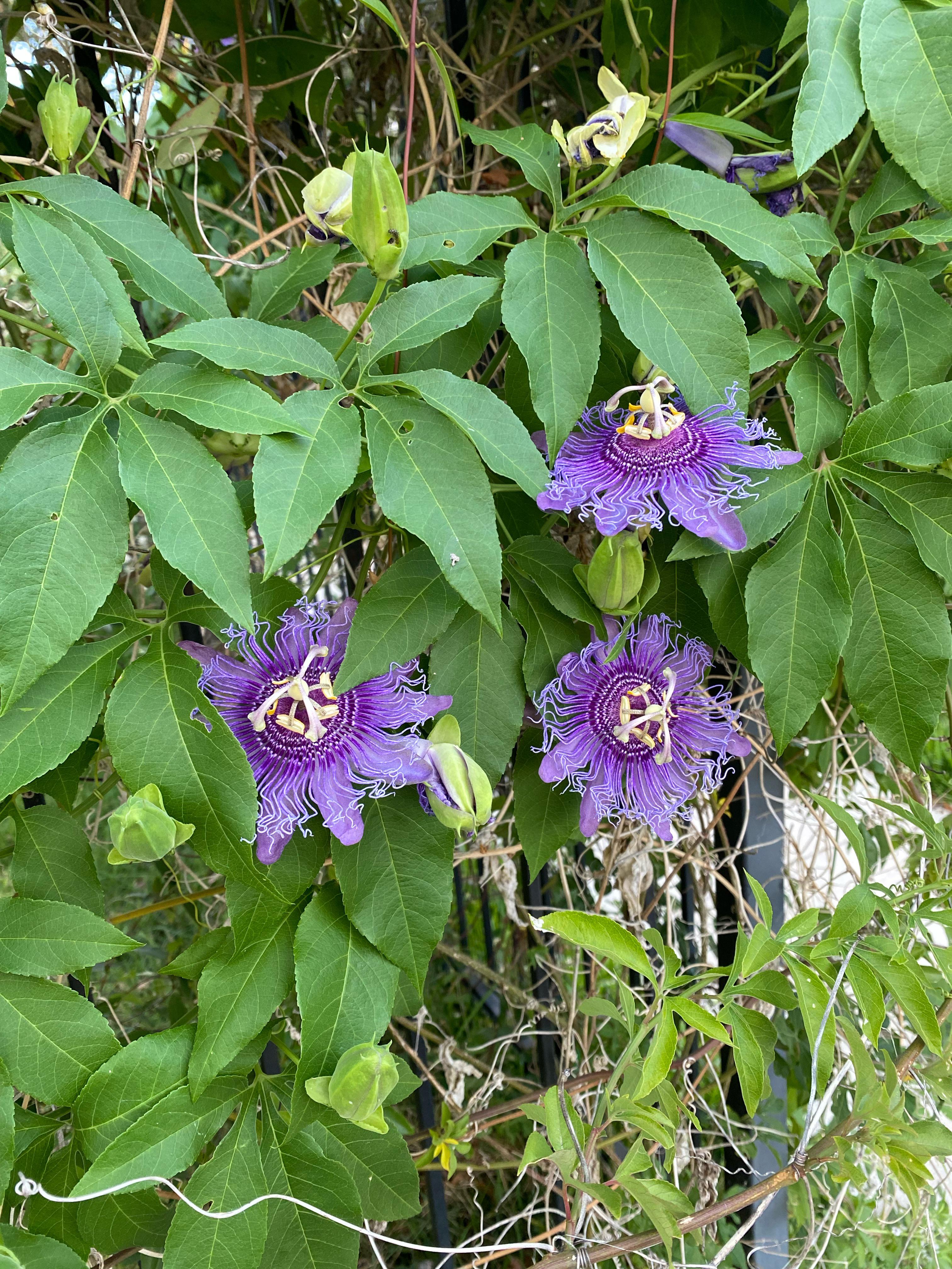 Hey guys, passed by these flowers on a walk and was hoping y’all could