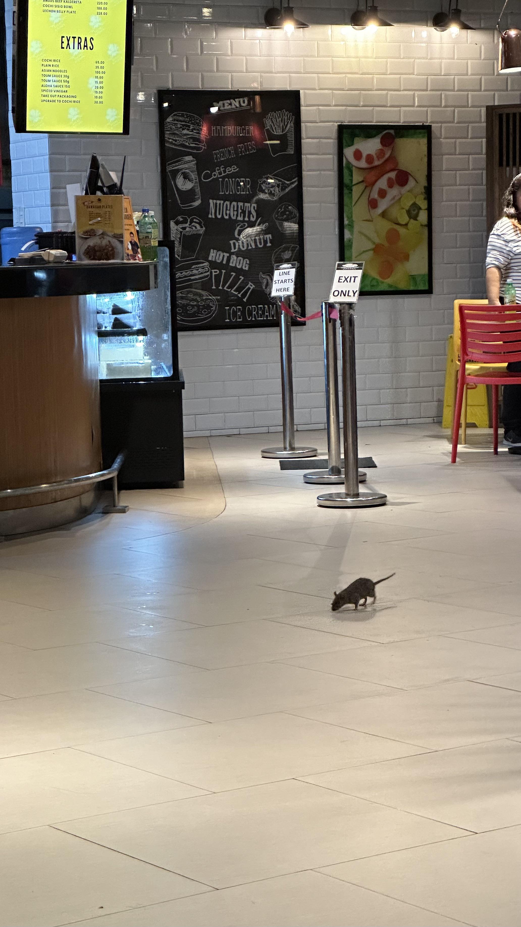 Cats inside malls should be encouraged, not rounded up r/Philippines
