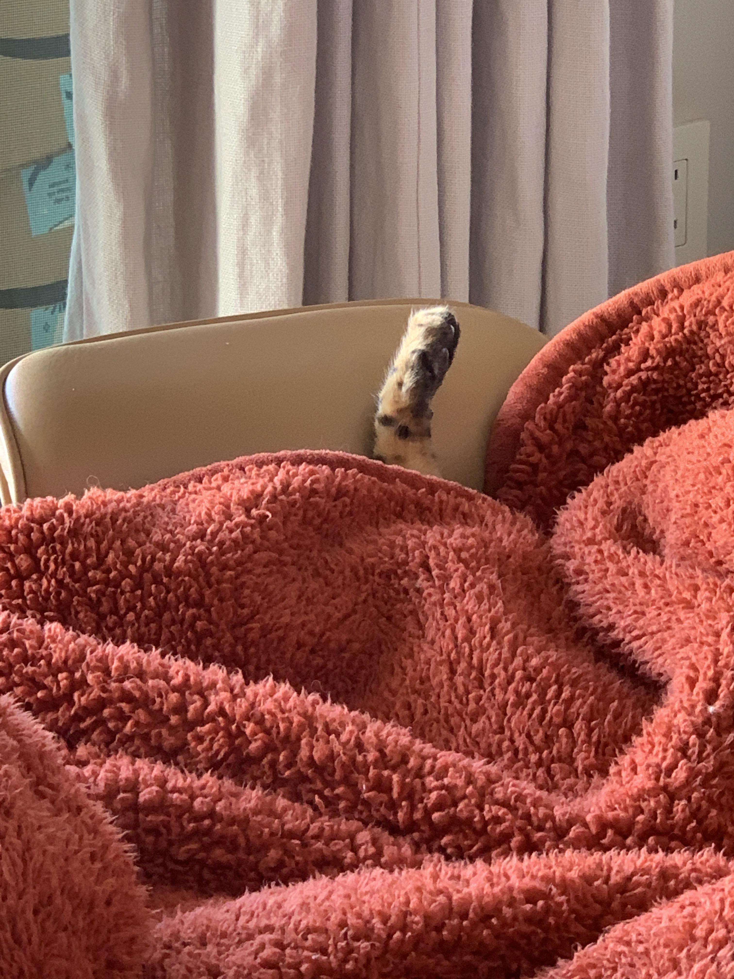 When you are sleeping under the covers but need to hang a leg out to