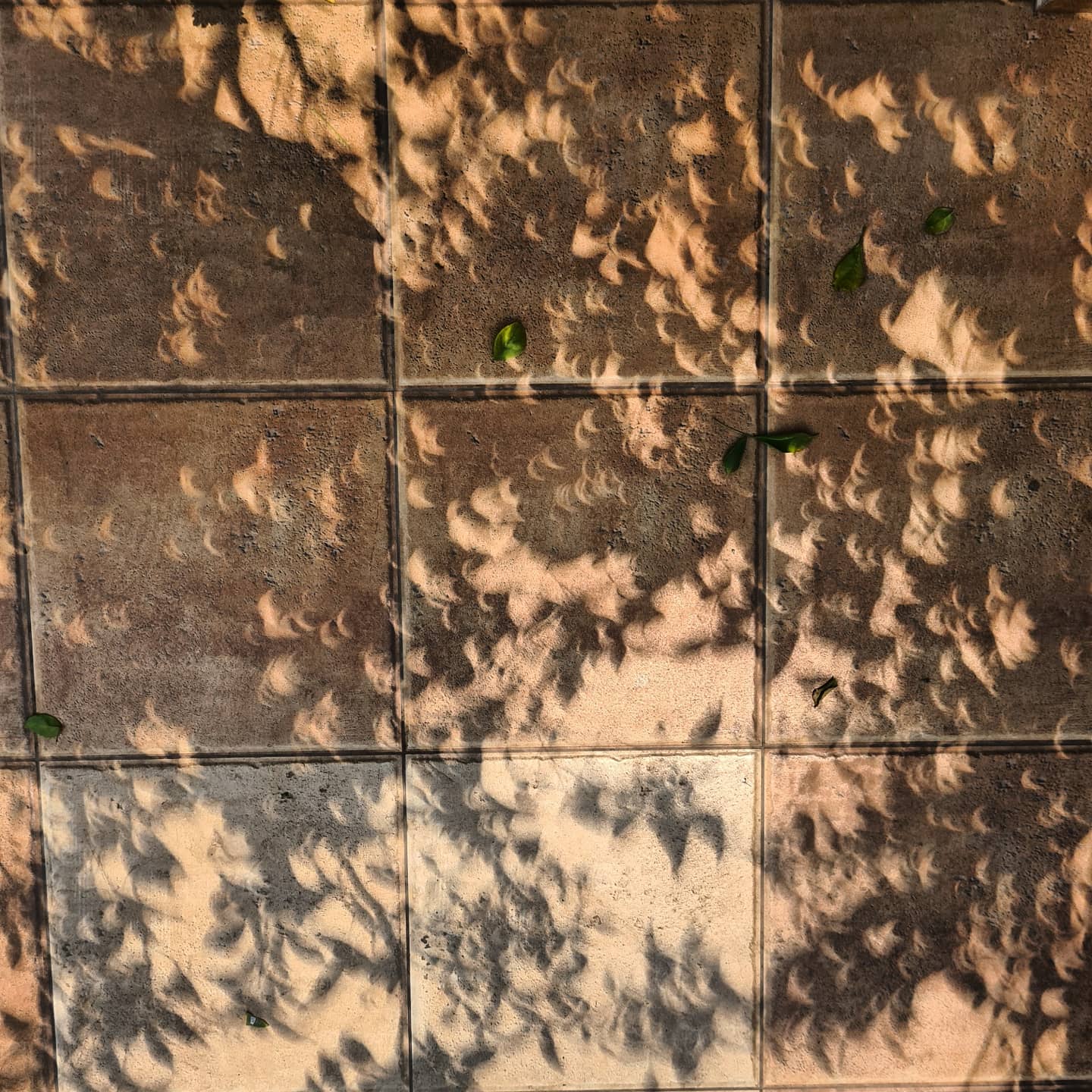 Gaps between tree leaves act like natural Pinhole Cameras and project