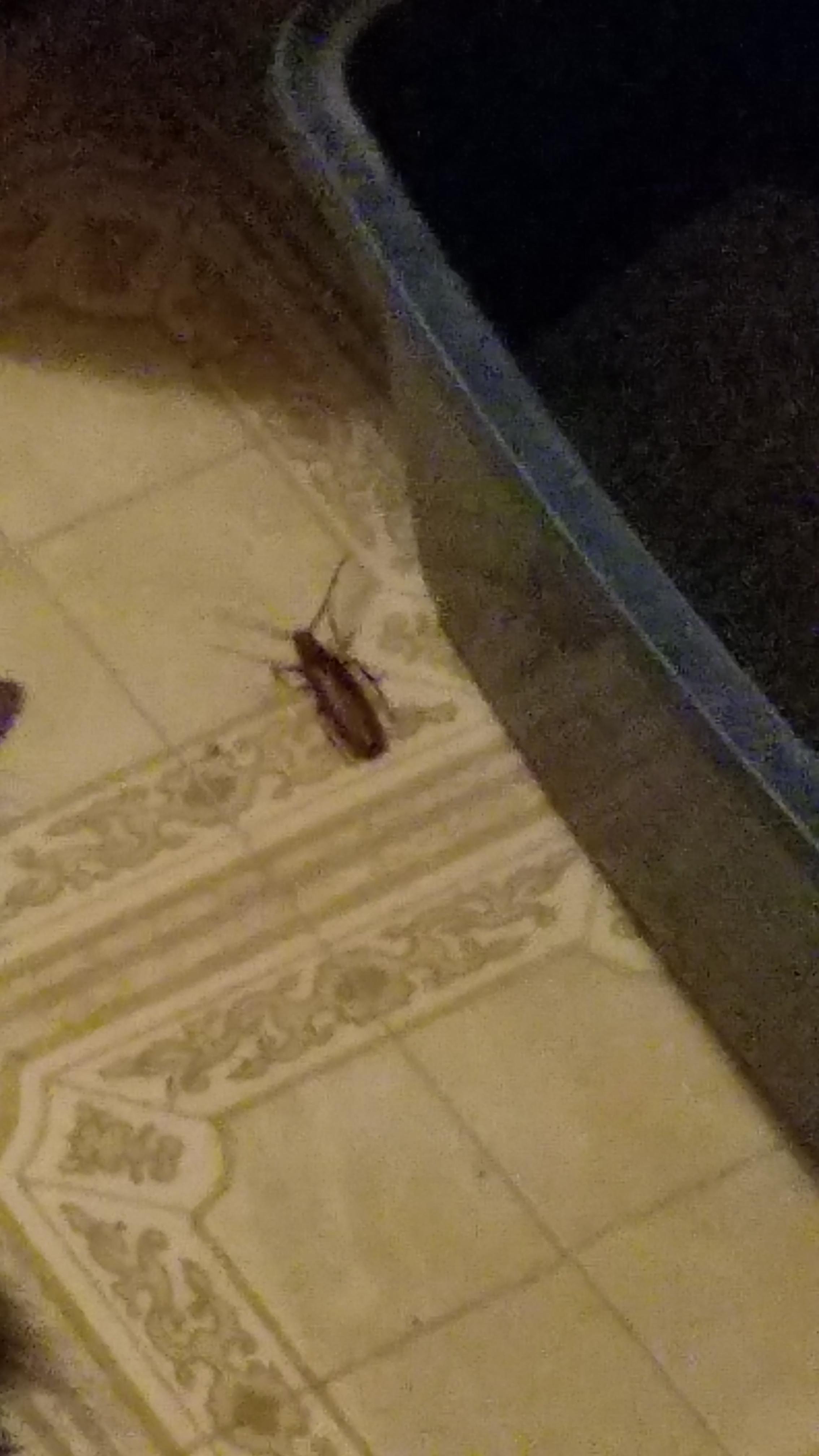 It was a flying bug, that sounded a bit like running water, about 3-4