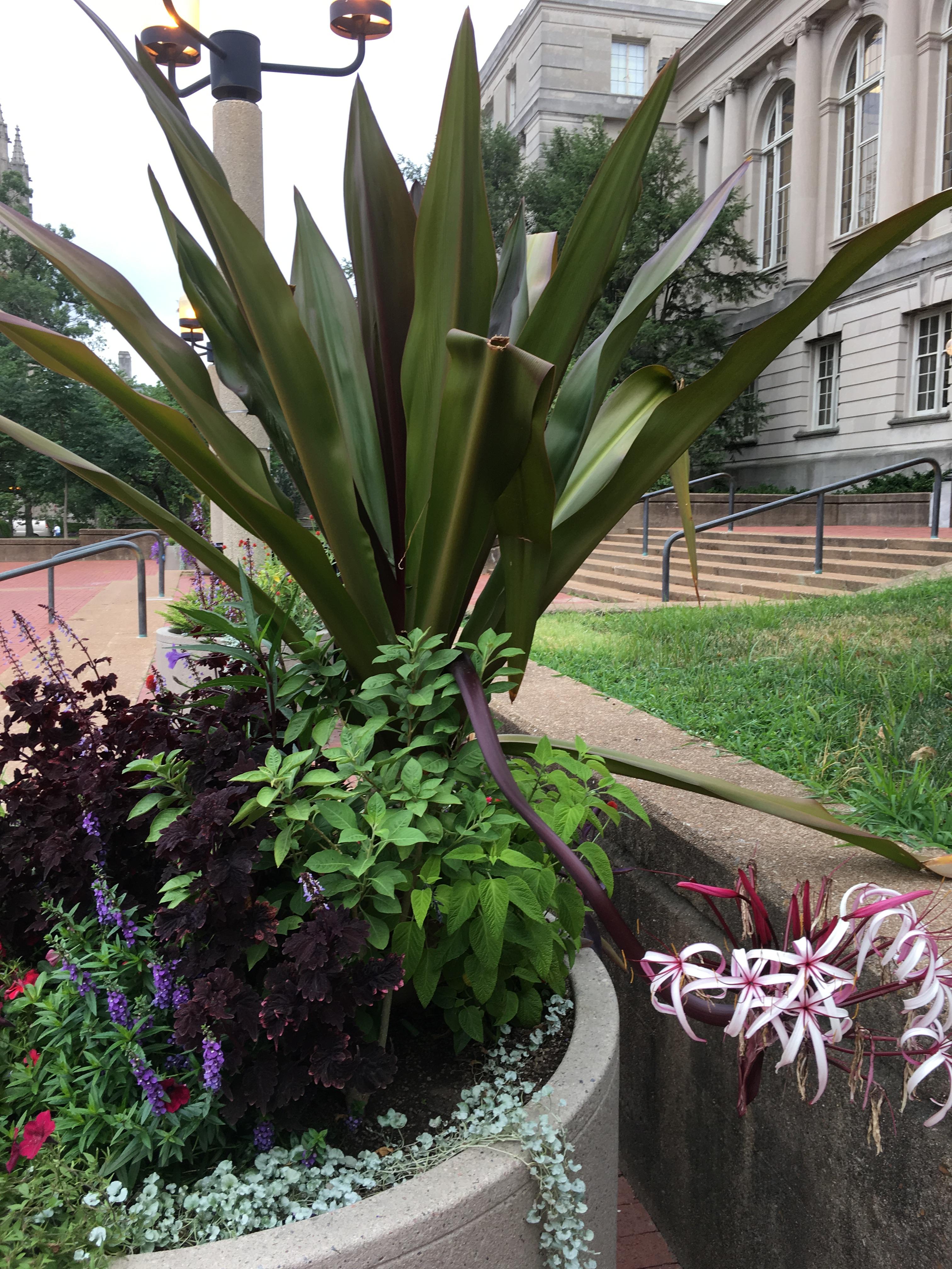 The large plant with the white and purple flowers. Found in Missouri on
