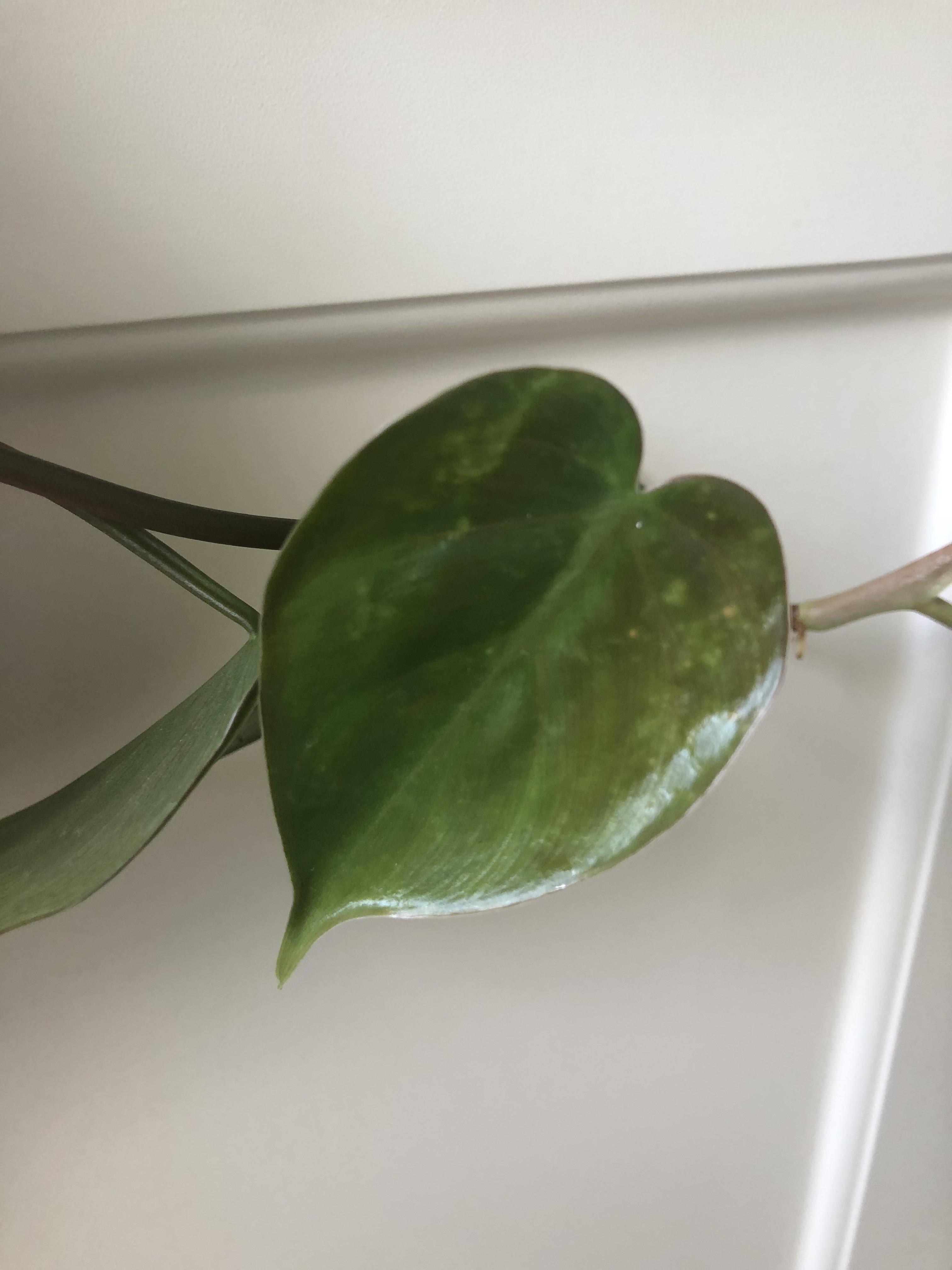 What pest could cause these patterns on my heartleaf philodendron? It’s