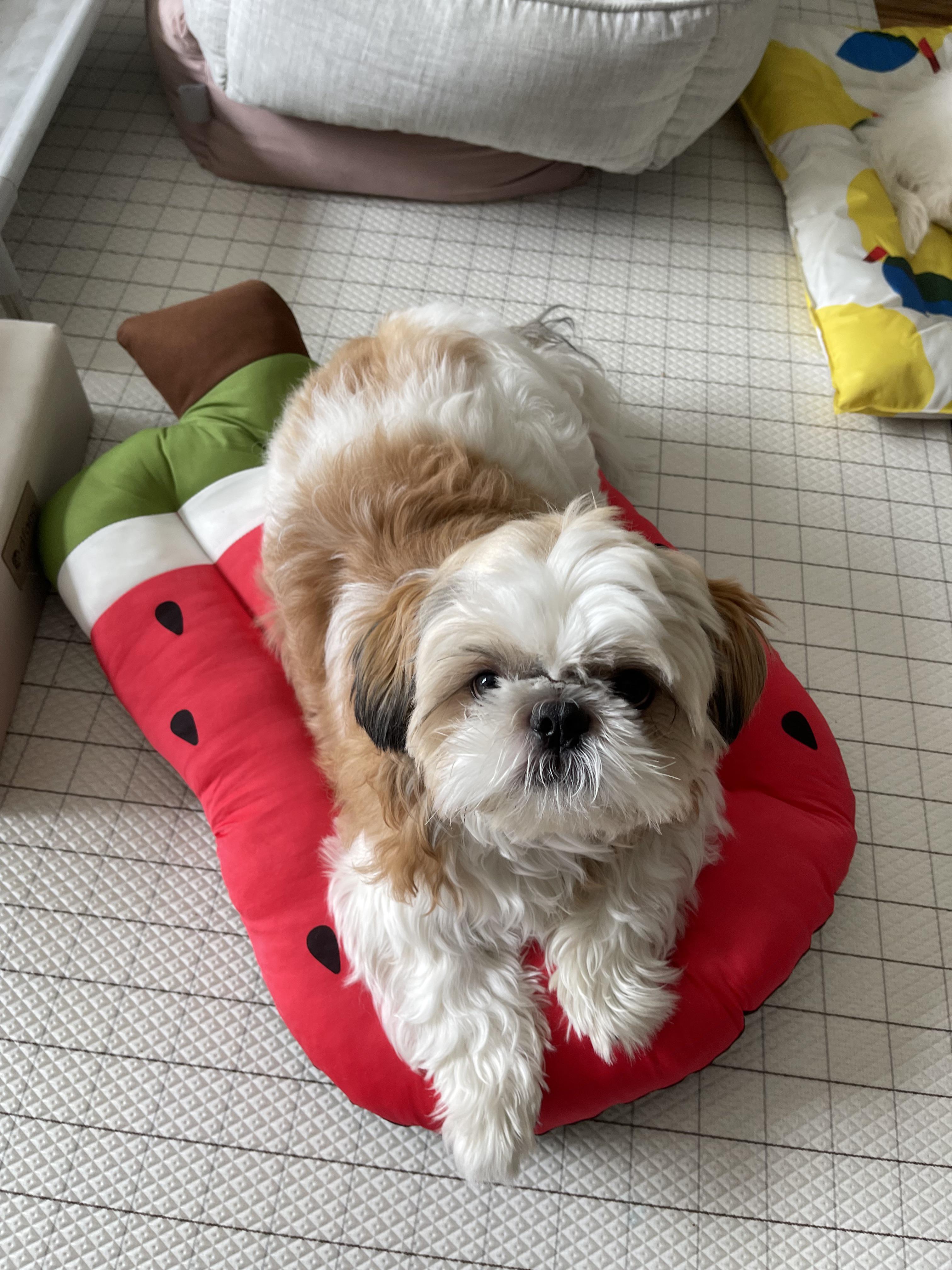 New cooling bed is here! Online shopping and didn’t think it’d be this