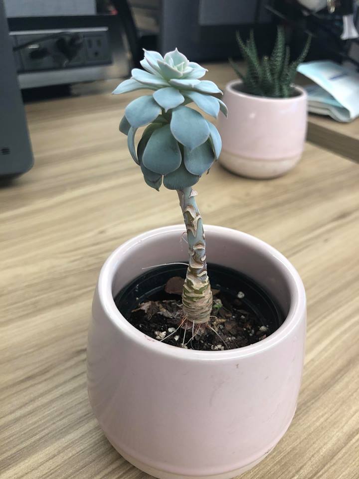 HELP my succulent is growing like a palm tree! What can I do to help