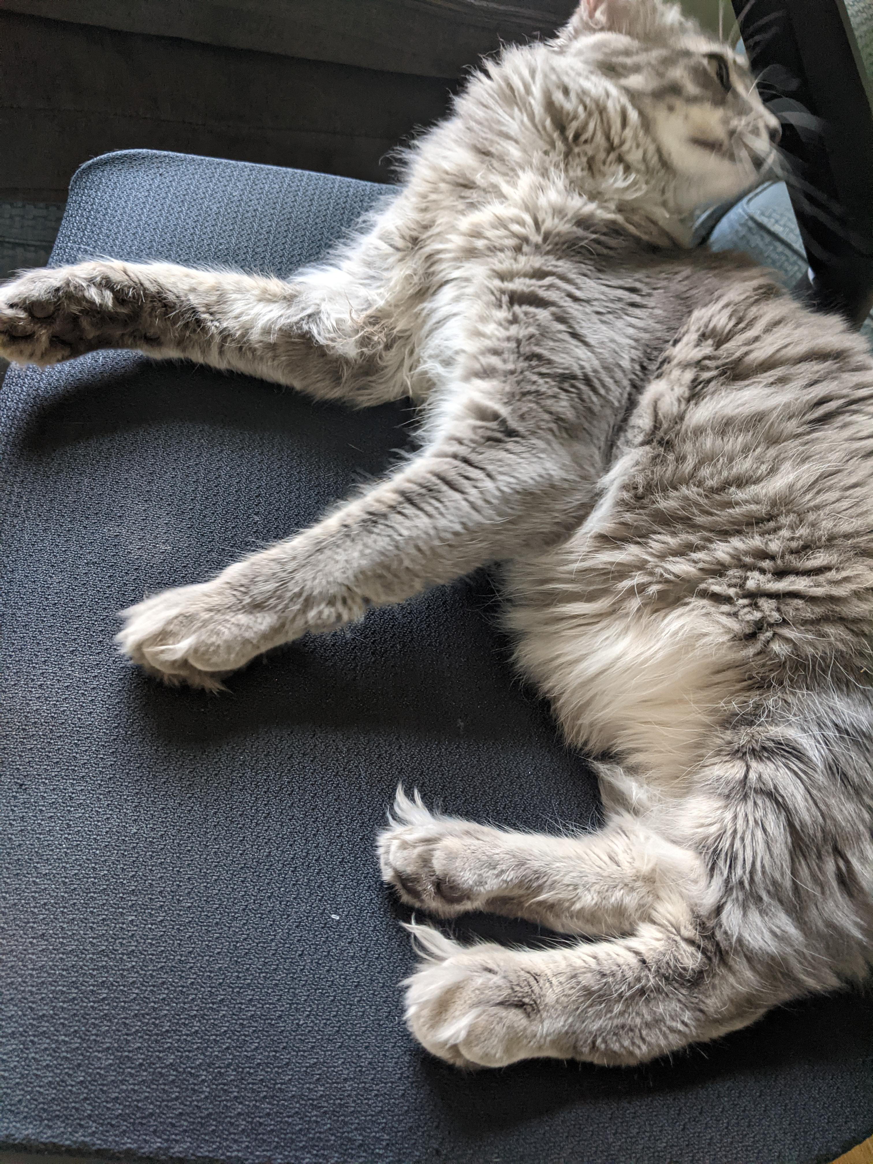 The extra long hairs between my cat's toes. r/aww