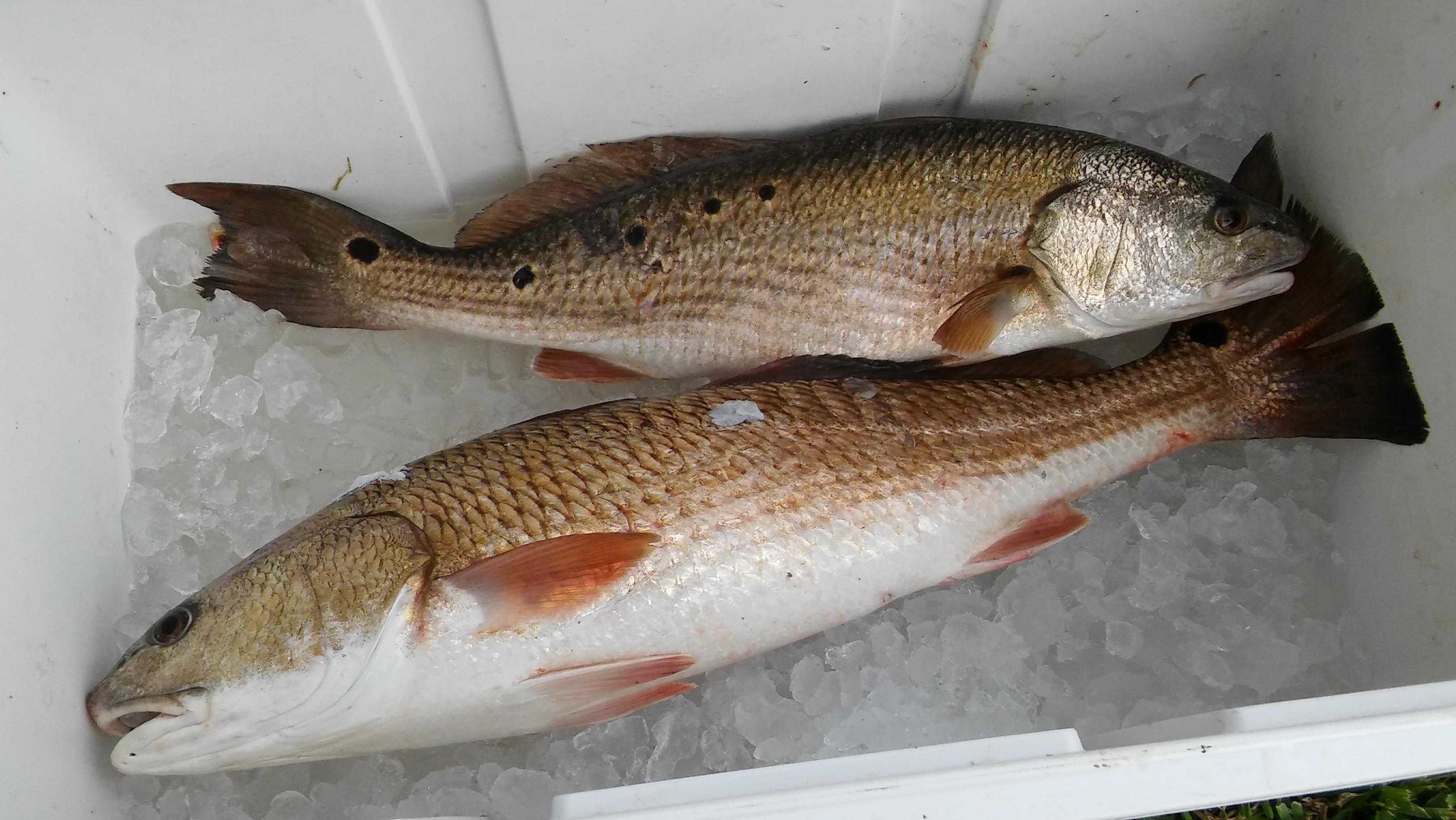 Caught 2 Redfish today! (PointAuxChenes, Louisiana) r/Fishing