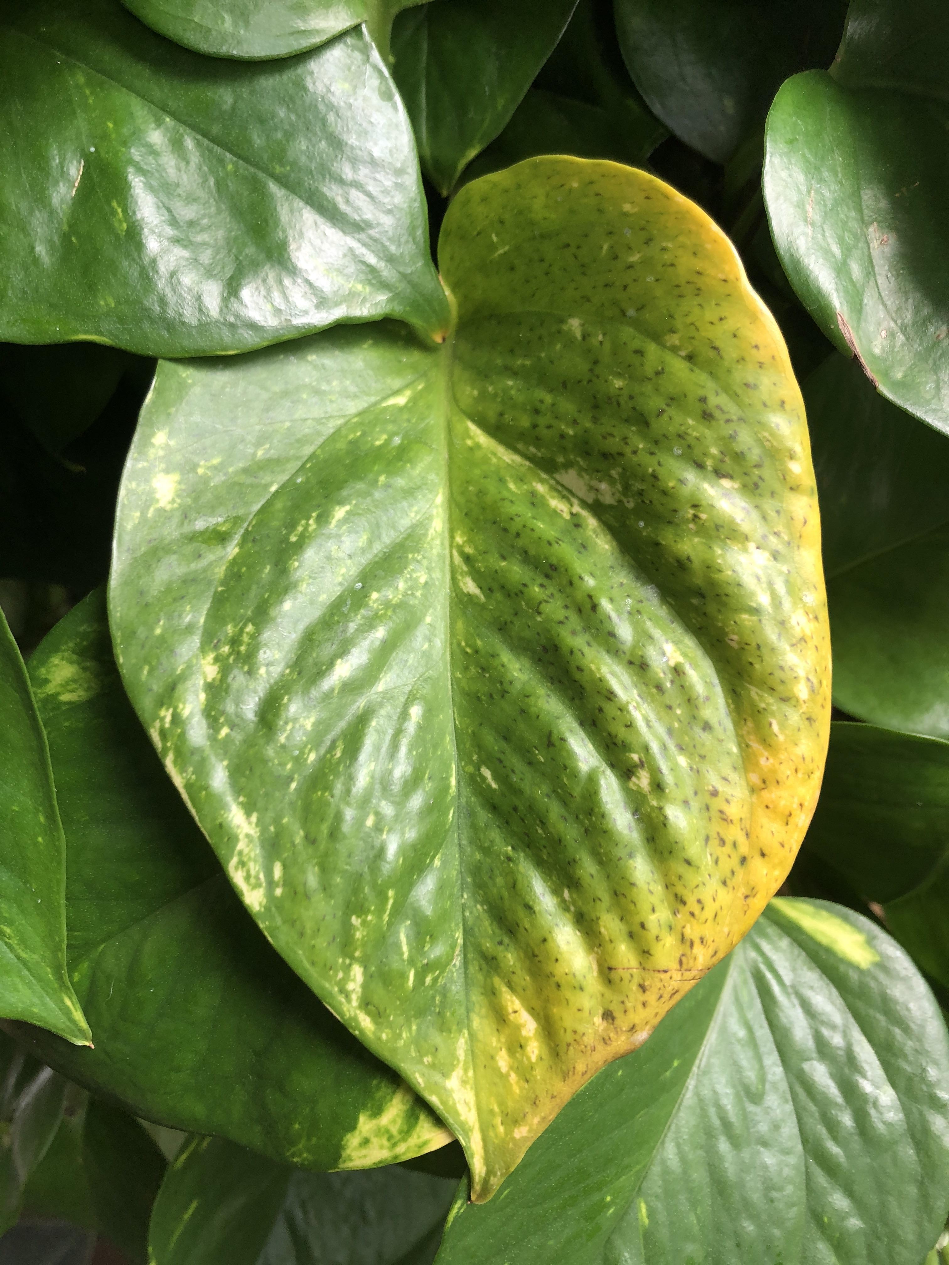 What are these black spots on my pothos?