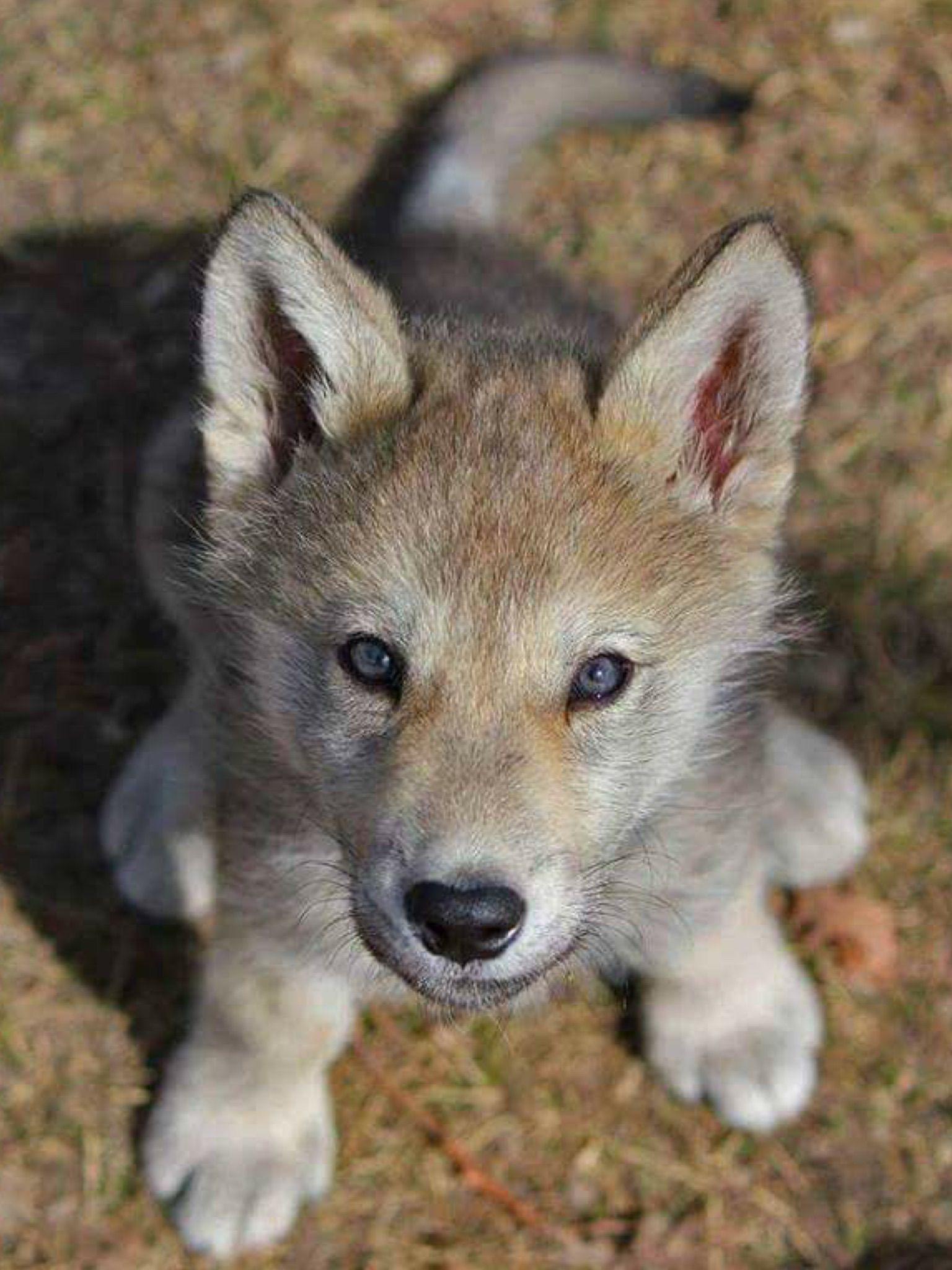 This baby wolf so absolutely adorable r/Eyebleach