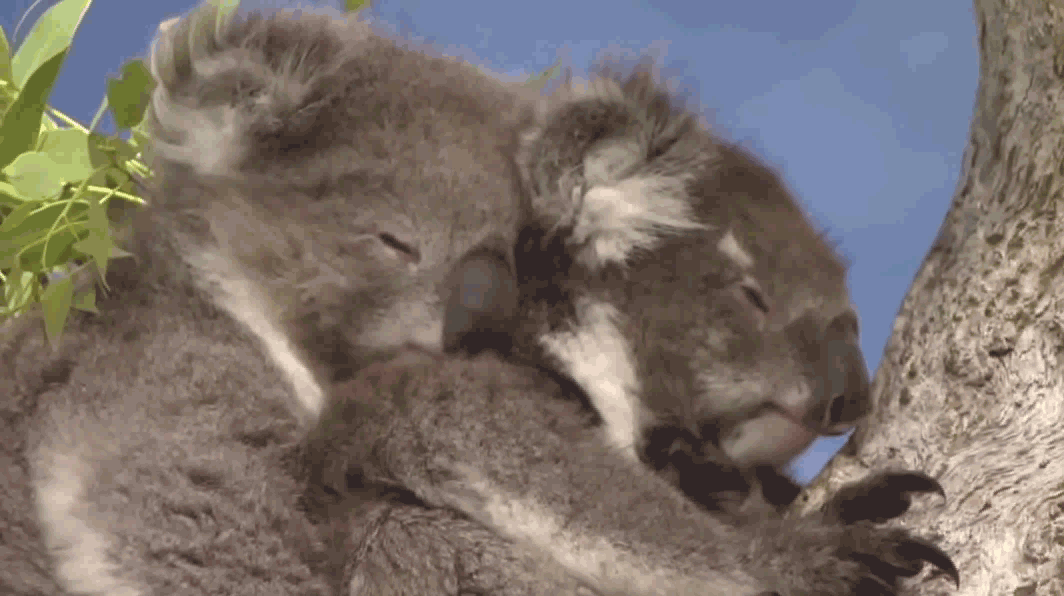 Sleepy koalas gifs