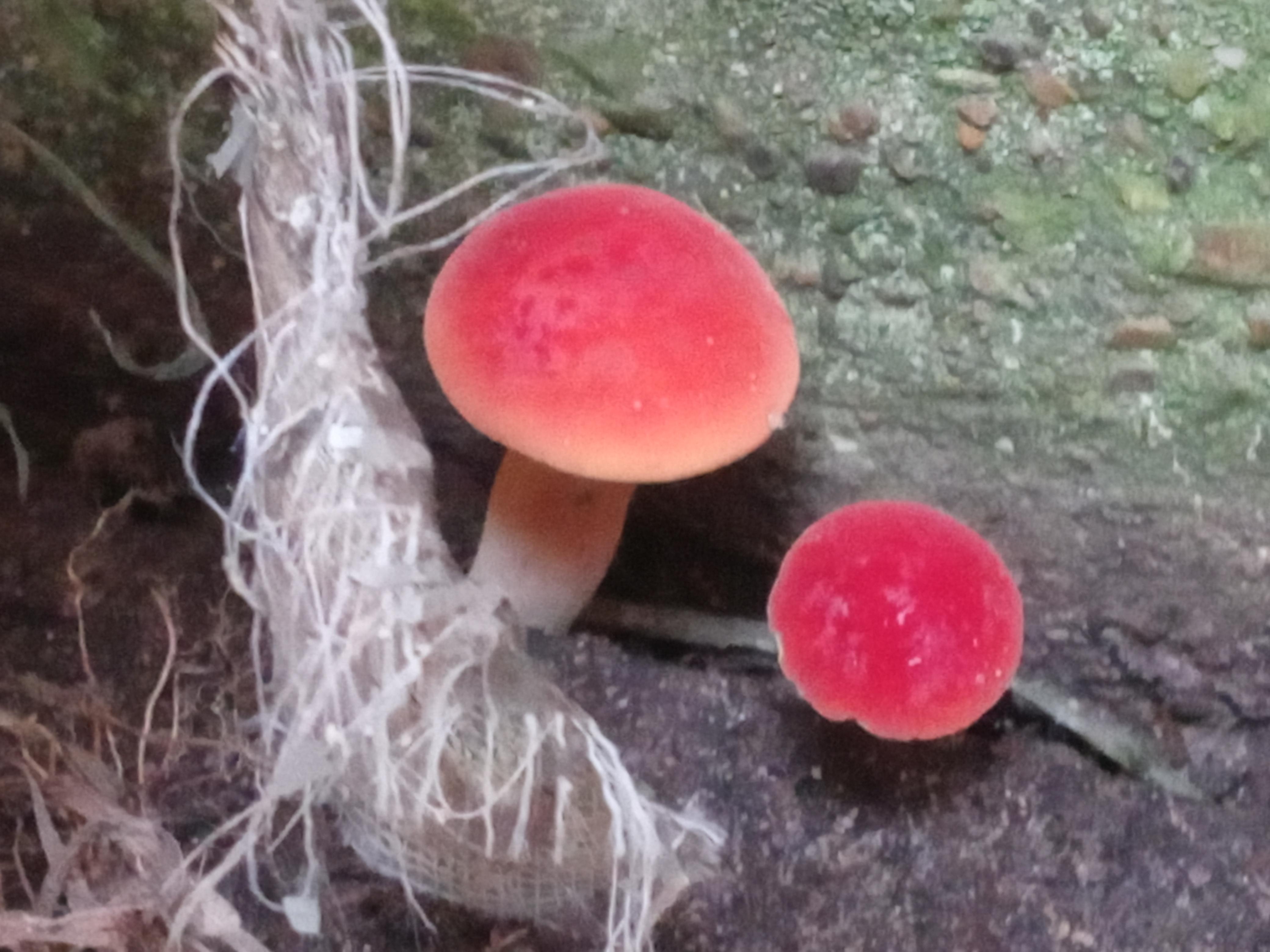What is this red mushroom? Greenville, Tx r/whatisthismushroom