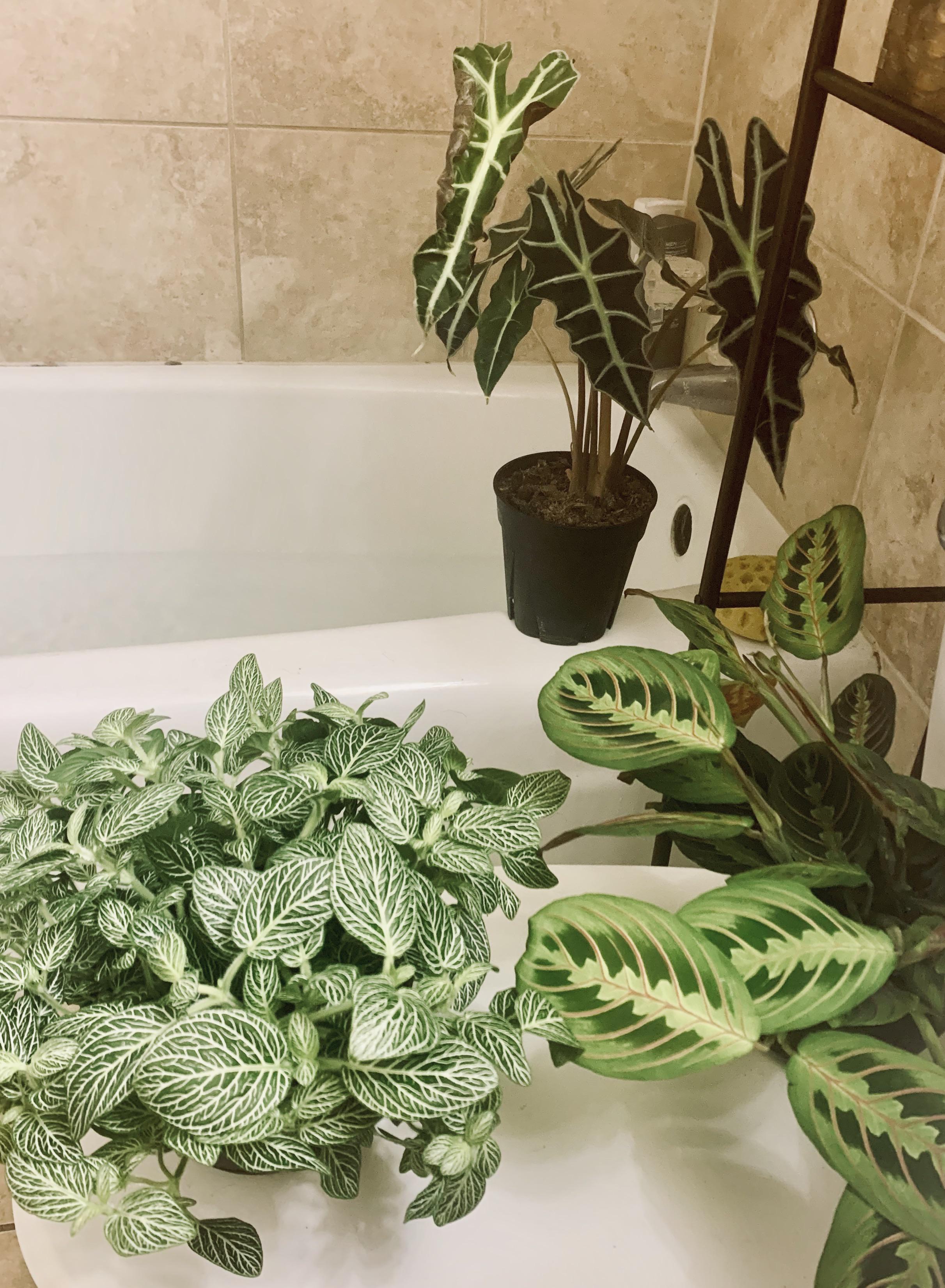 10/10 would showering with your plants 🌿 r/houseplants