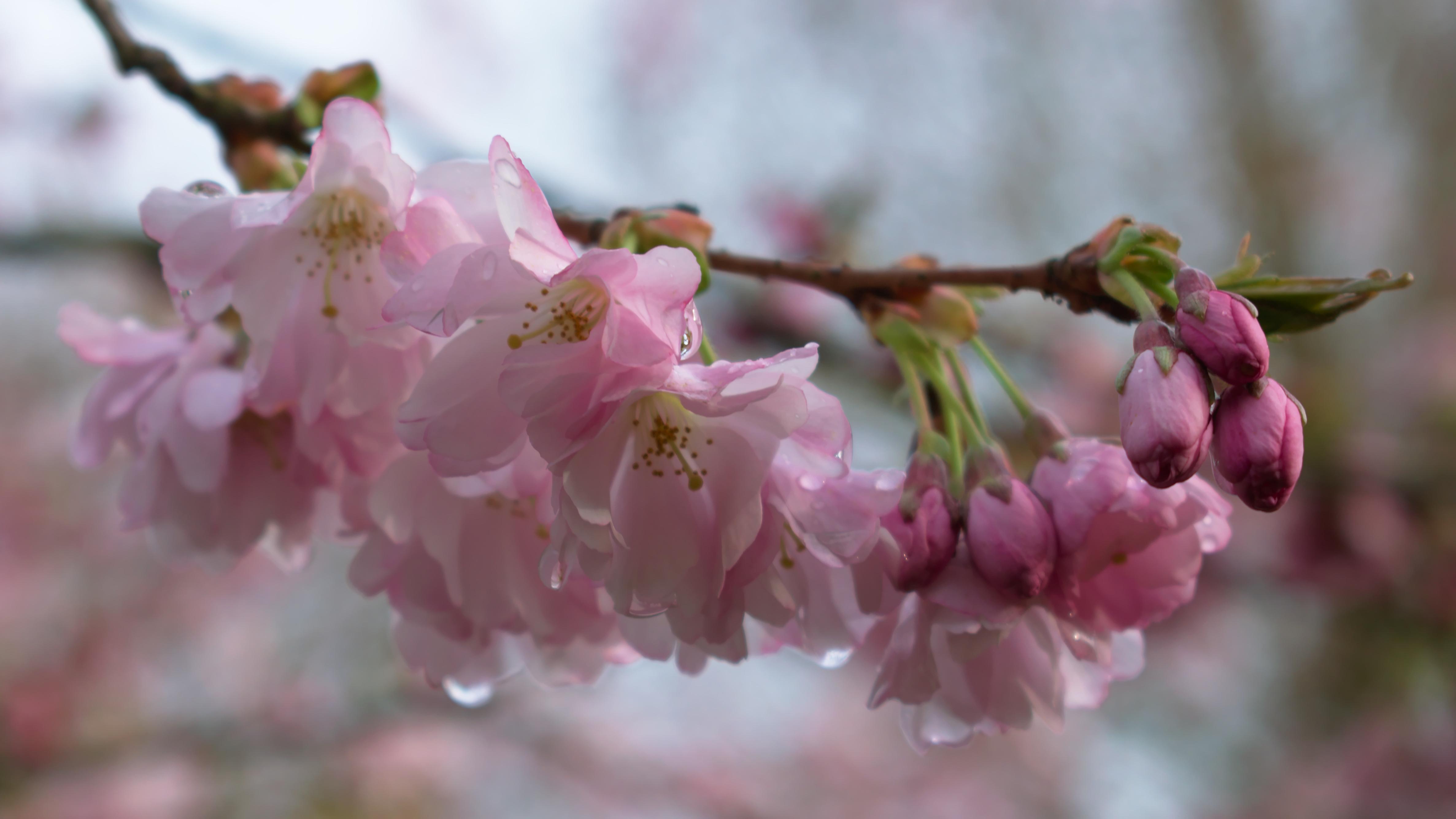 Cherry blossom at Keele, UK [OC][4746x2670] r/SpringPorn