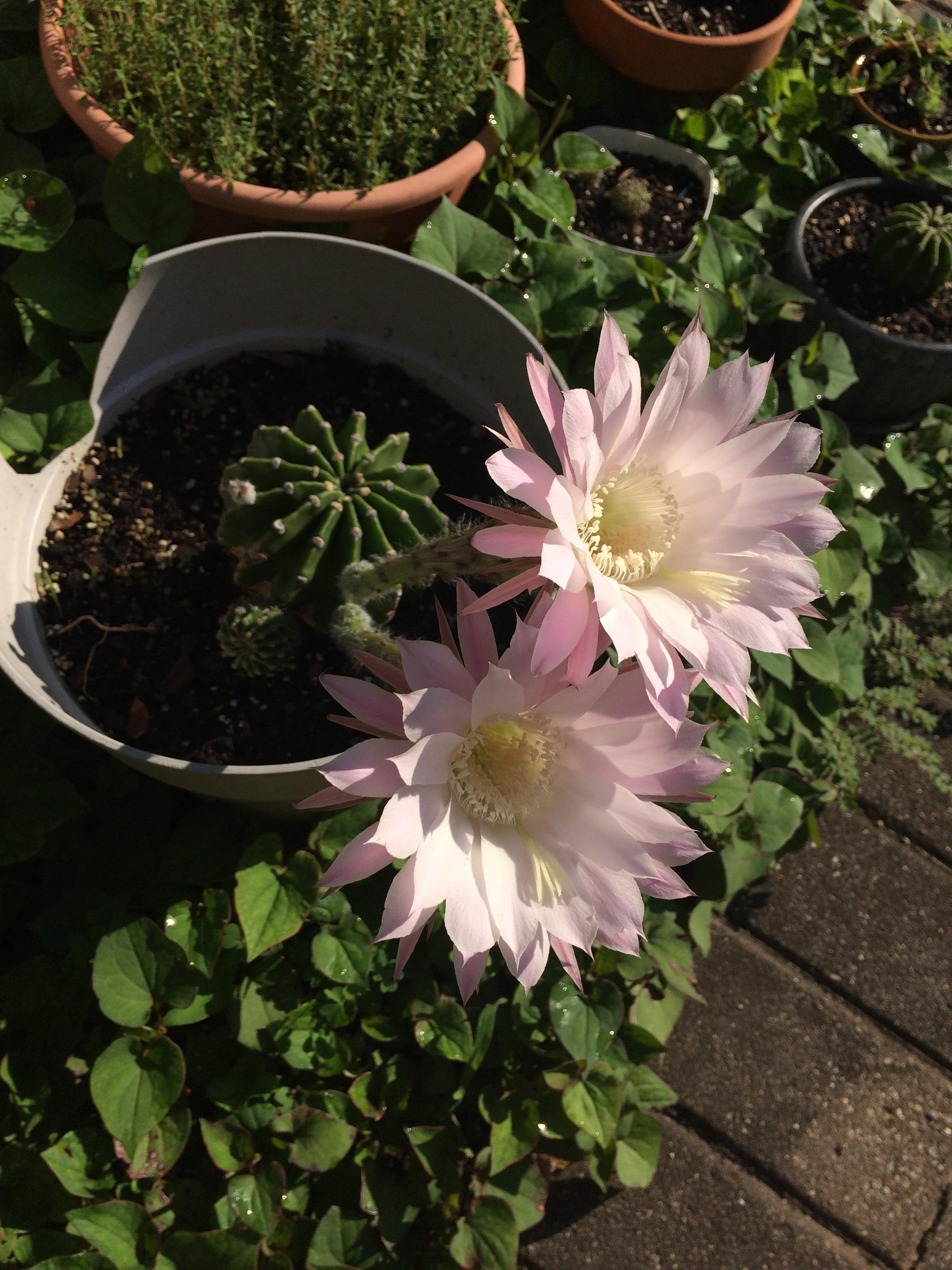 One of our Easter Lily Cacti opened two flowers overnight! r/succulents