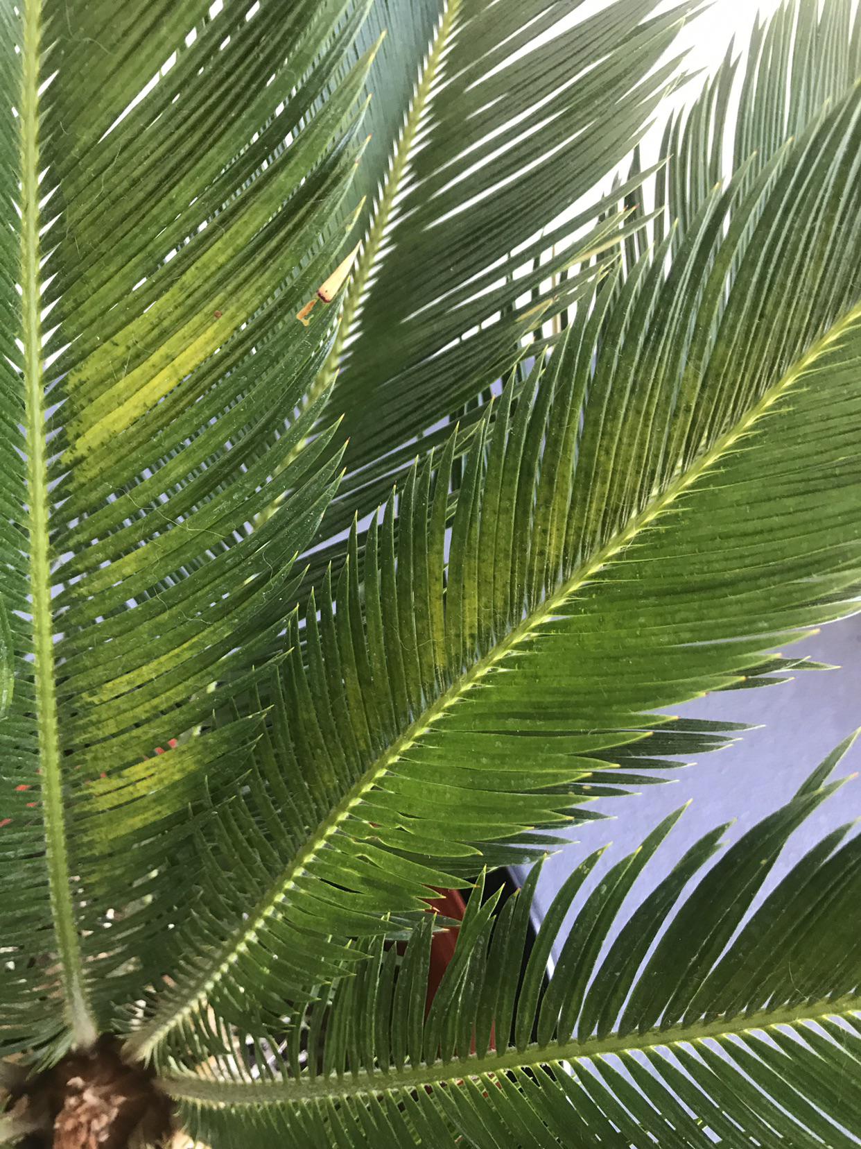 Why is my Sago Palm turning yellow? r/plantclinic