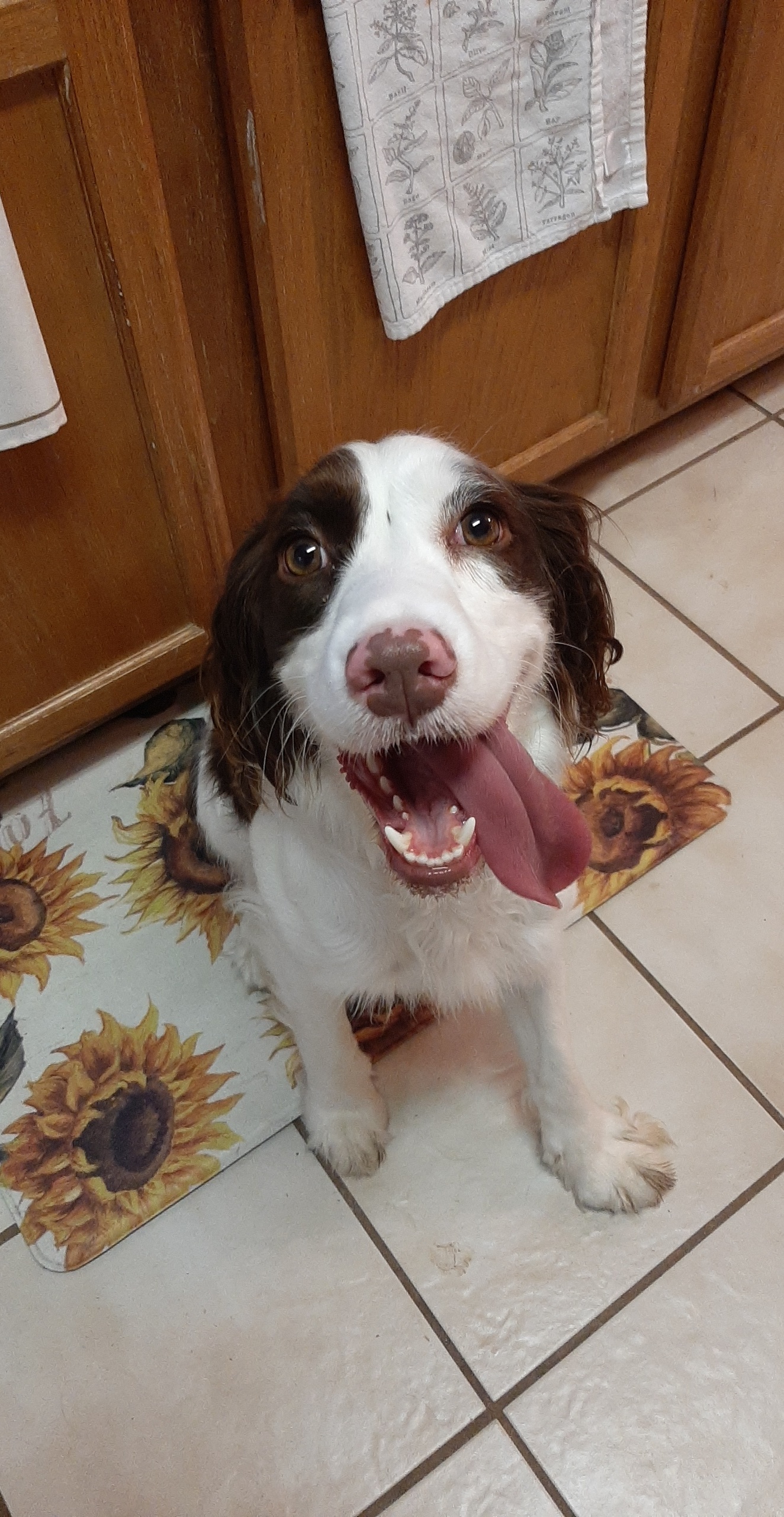 We were told she was a Brittany/Springer mix when we adopted her... but