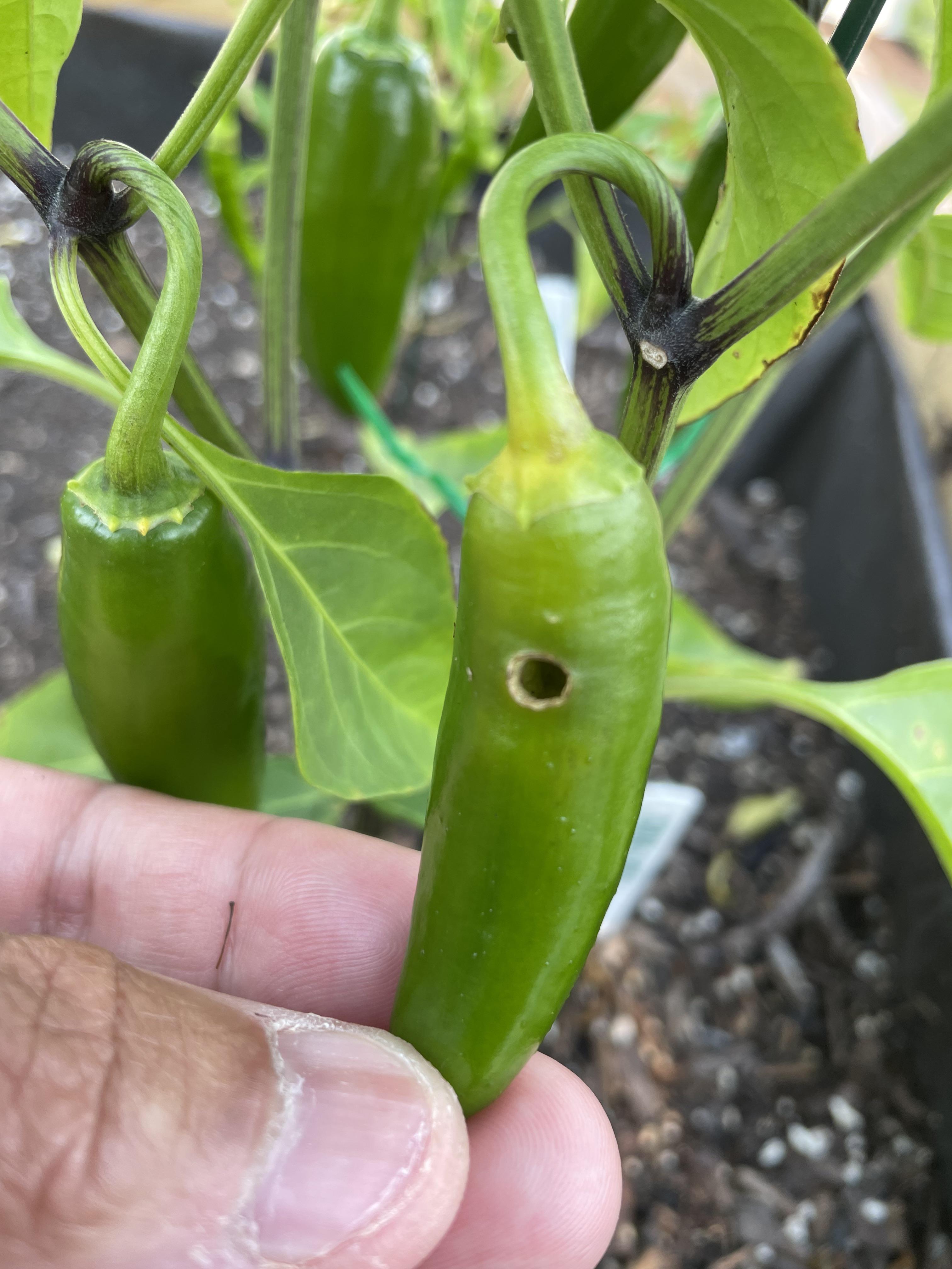 What is eating my peppers? r/Peppers