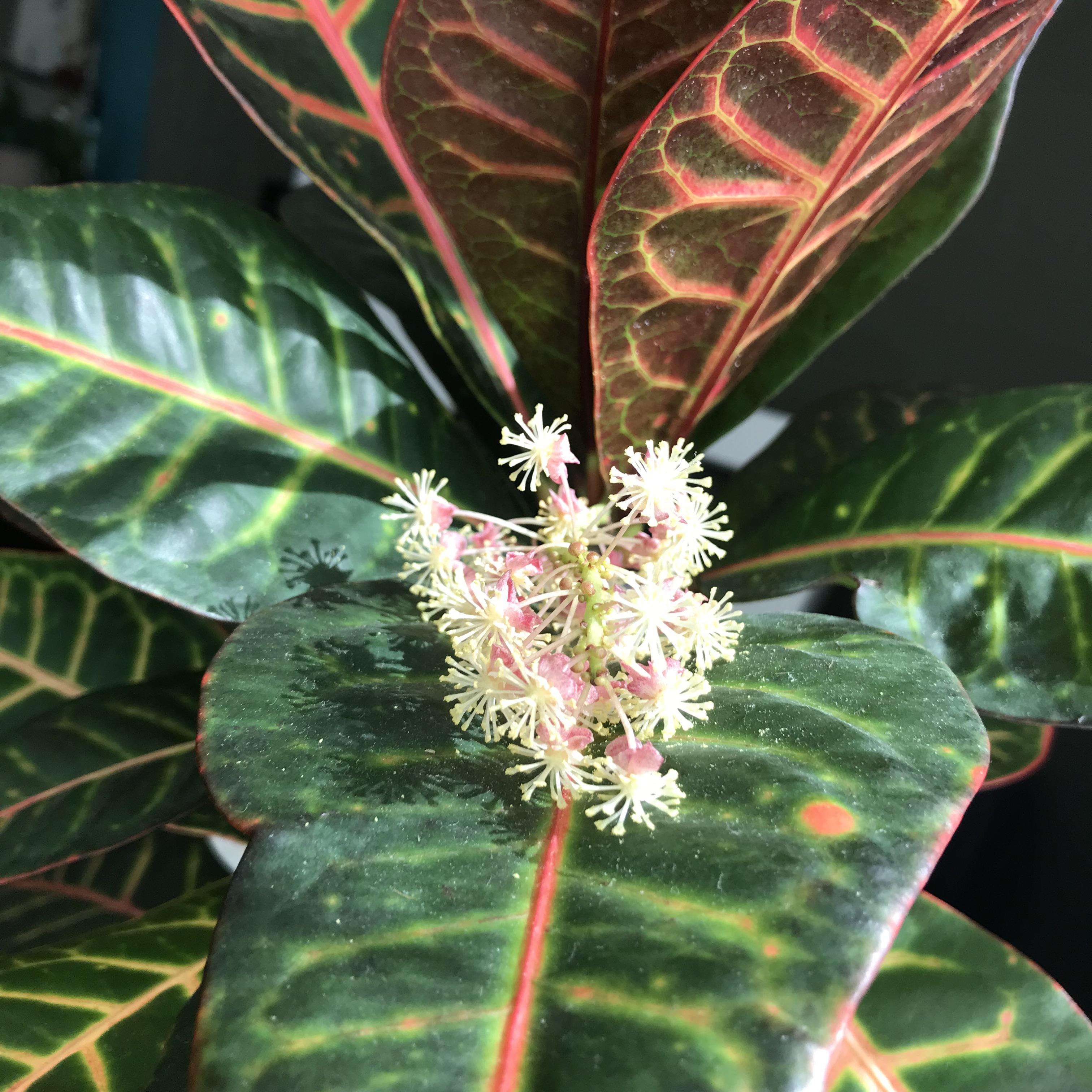 Croton plant bloomed 3rd time in over 15 years. Does anyone know the