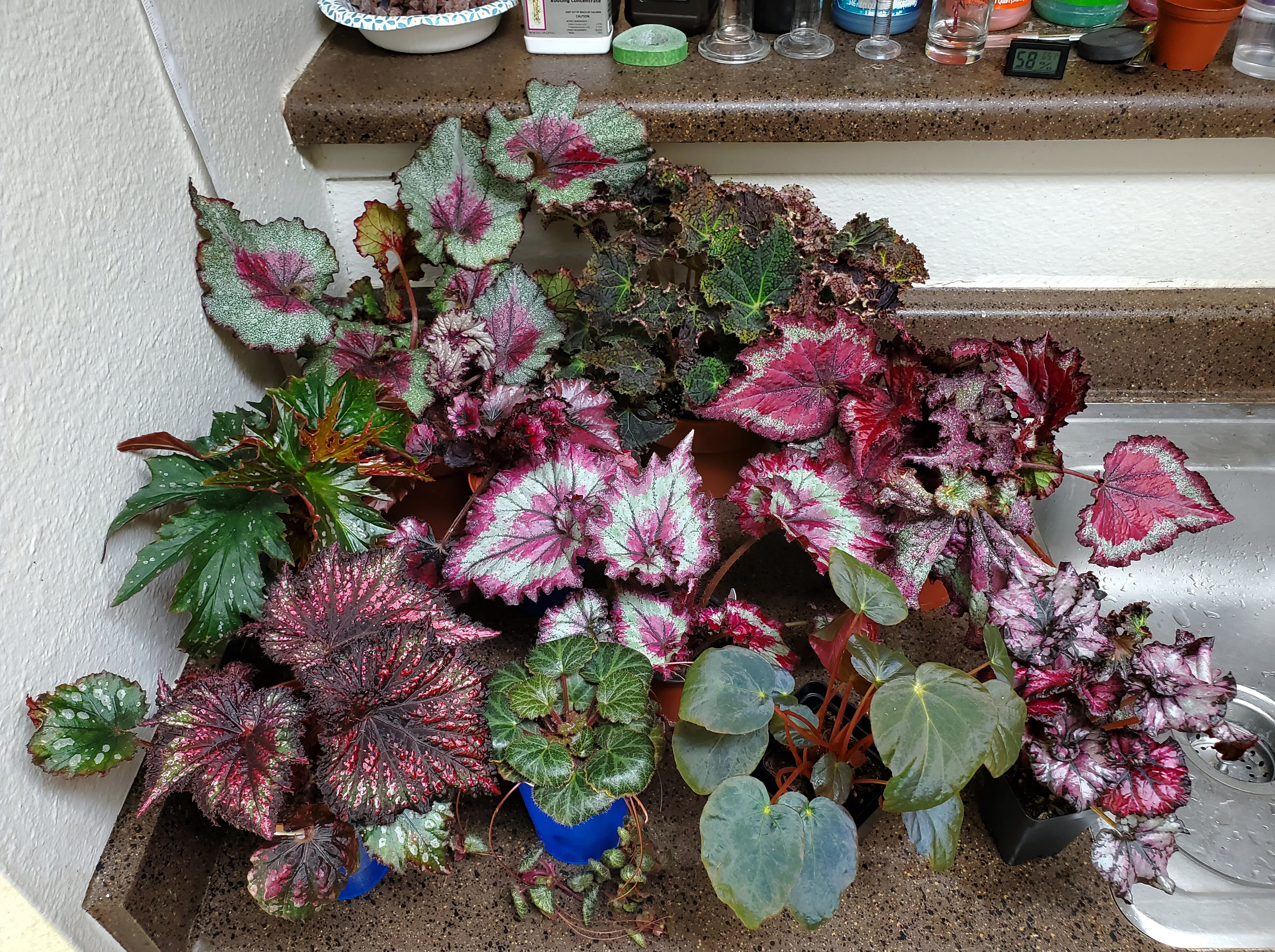 Begonias are my current addiction. Got them all together for a group