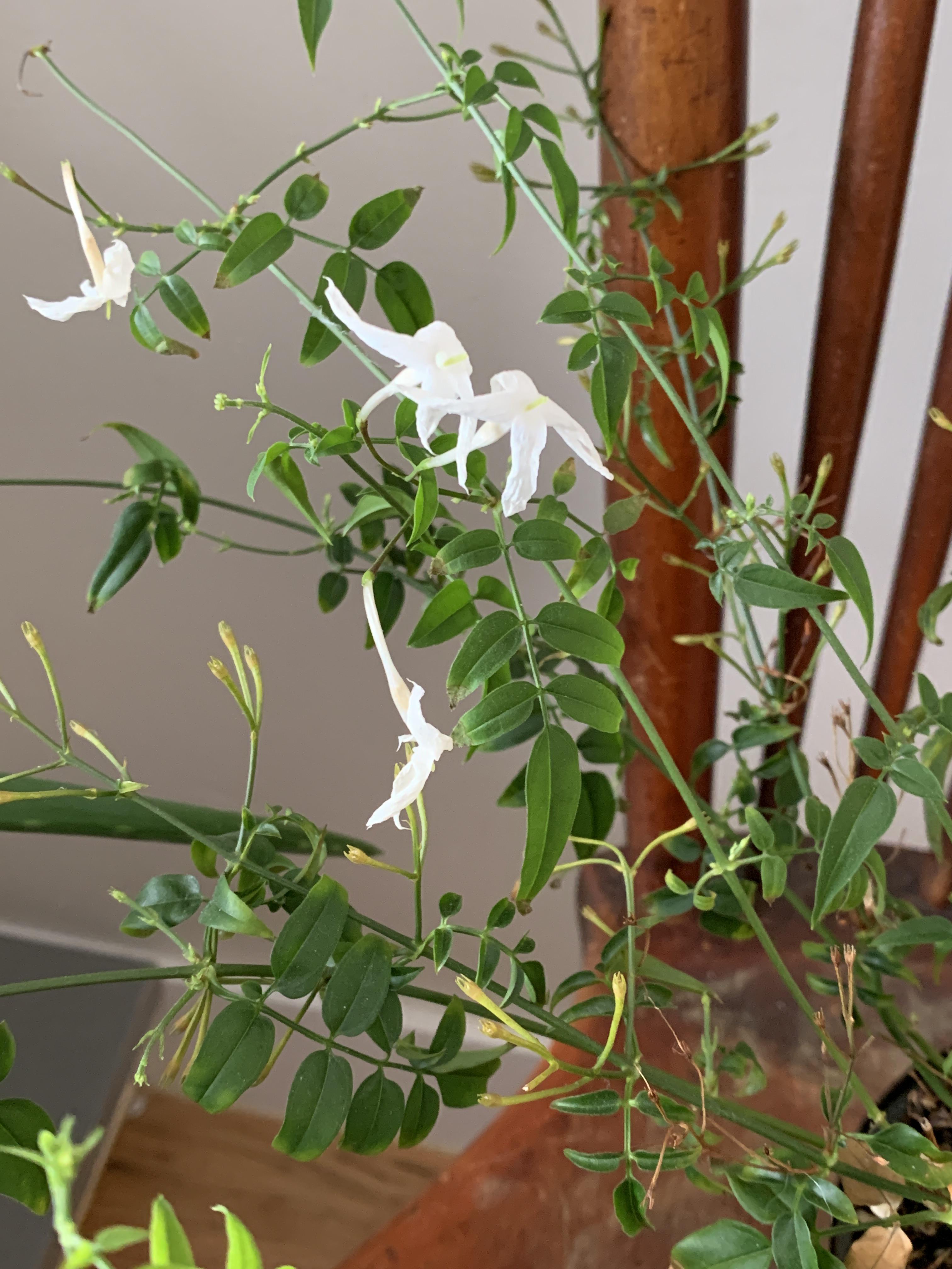 My Jasmine plant is immediately loosing its blooms. Anyone have advice