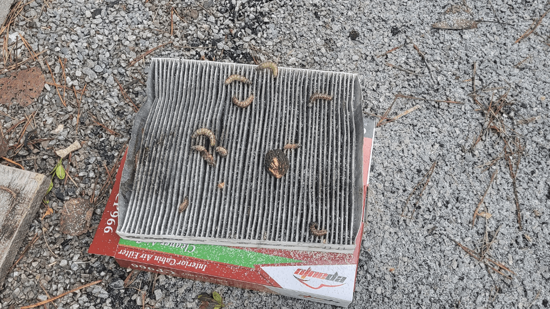 Went to change cabin air filter and these "little" guys were living in