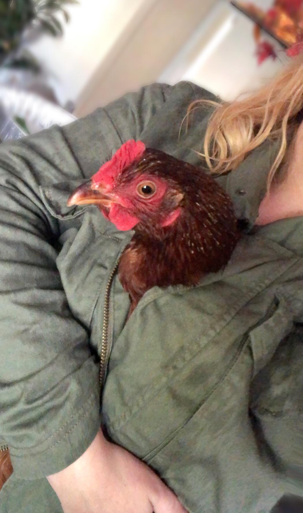 Defrosting a chicken r/BackYardChickens