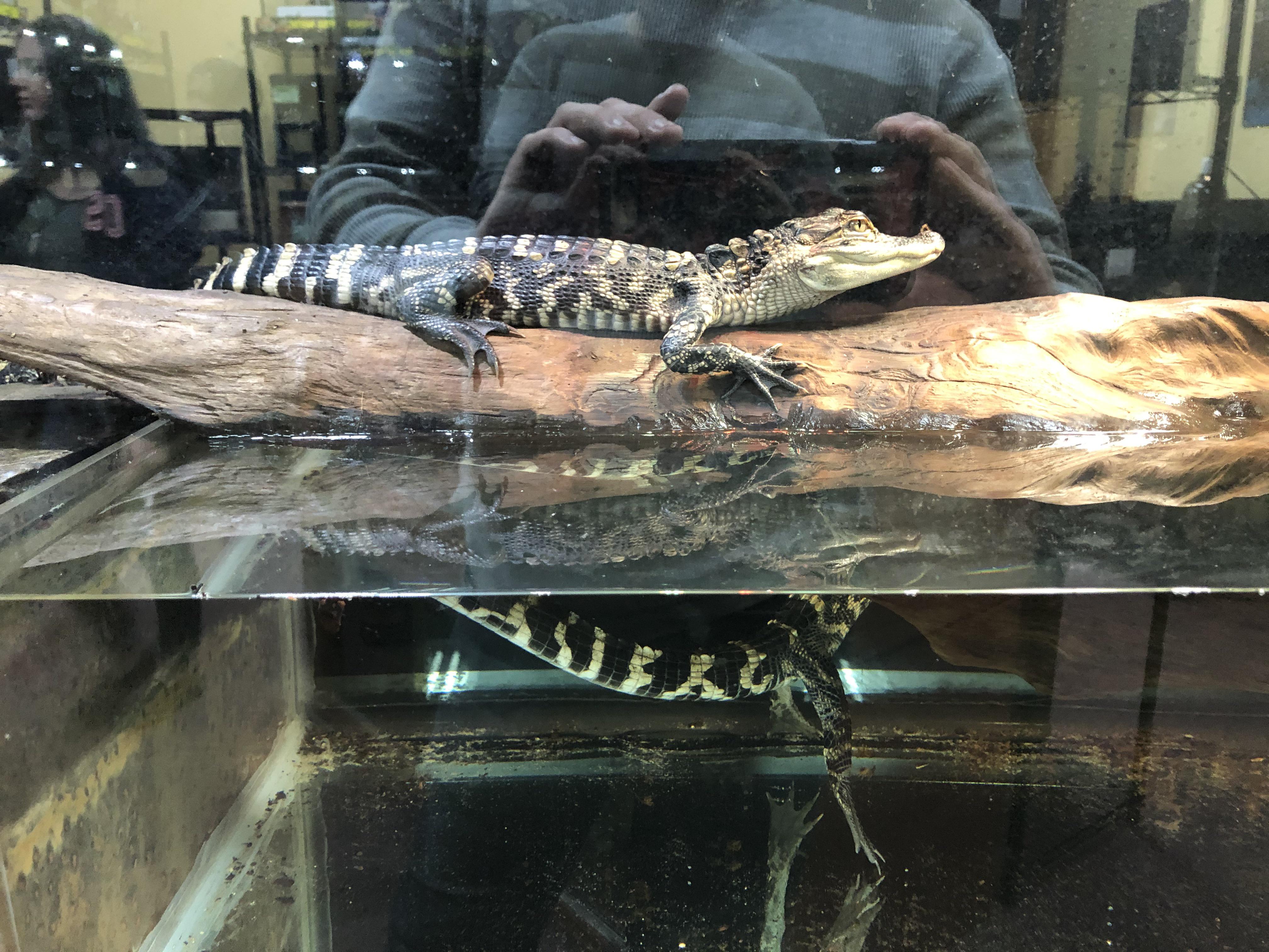 A buyable pet alligator on sale in Florida. r/pics