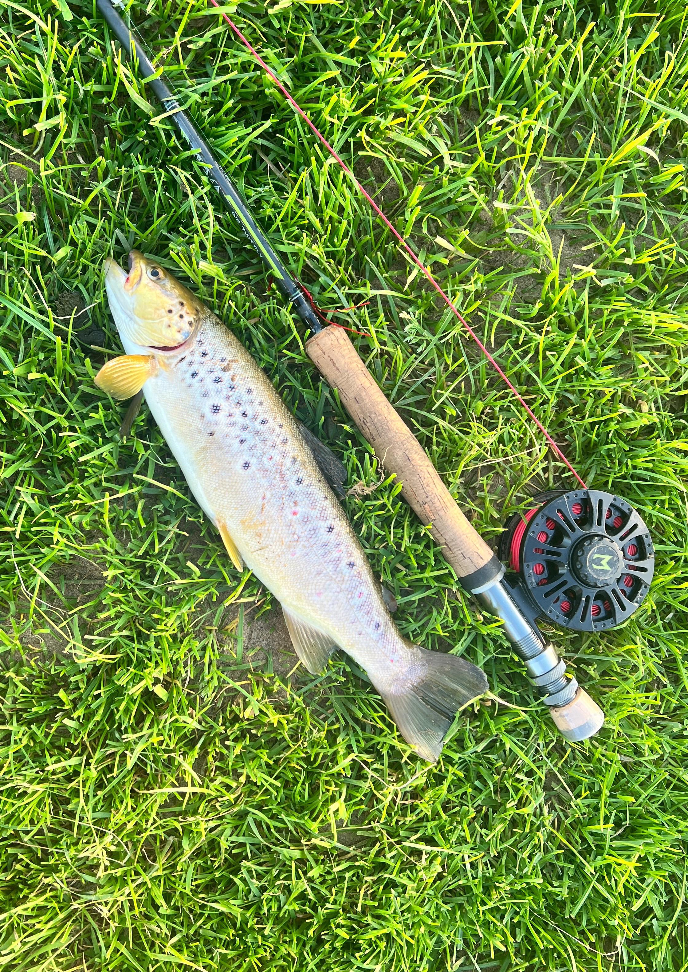 First wild brownie of the season 🏆 r/troutfishing
