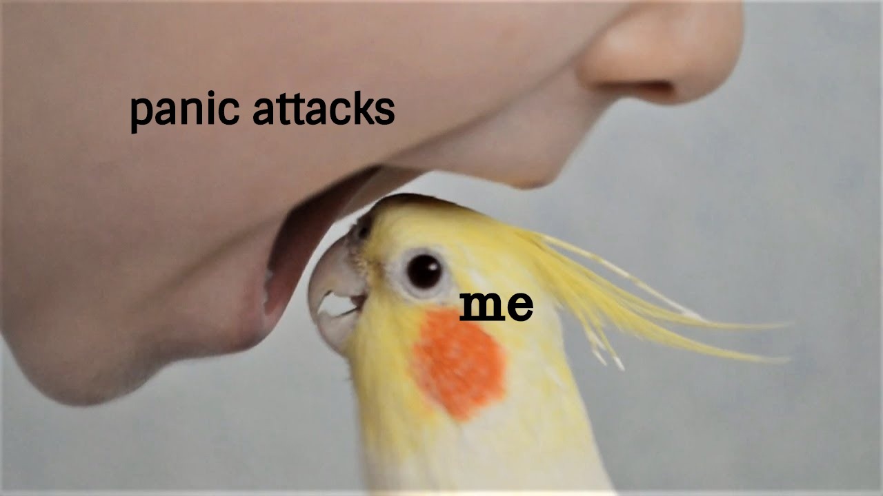 birb meme dank_meme