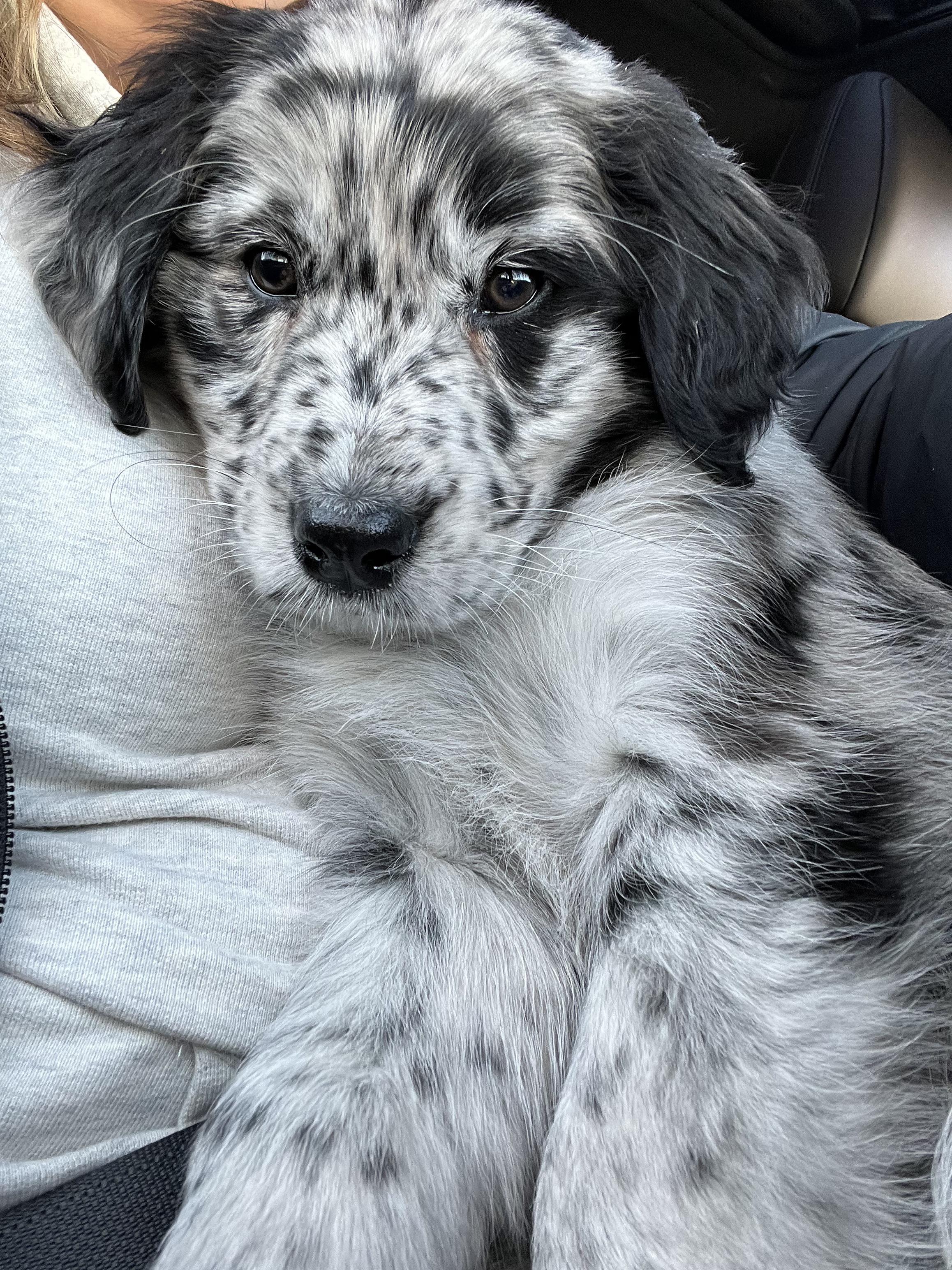 Golden Retriever Australian Shepherd Mix Puppies