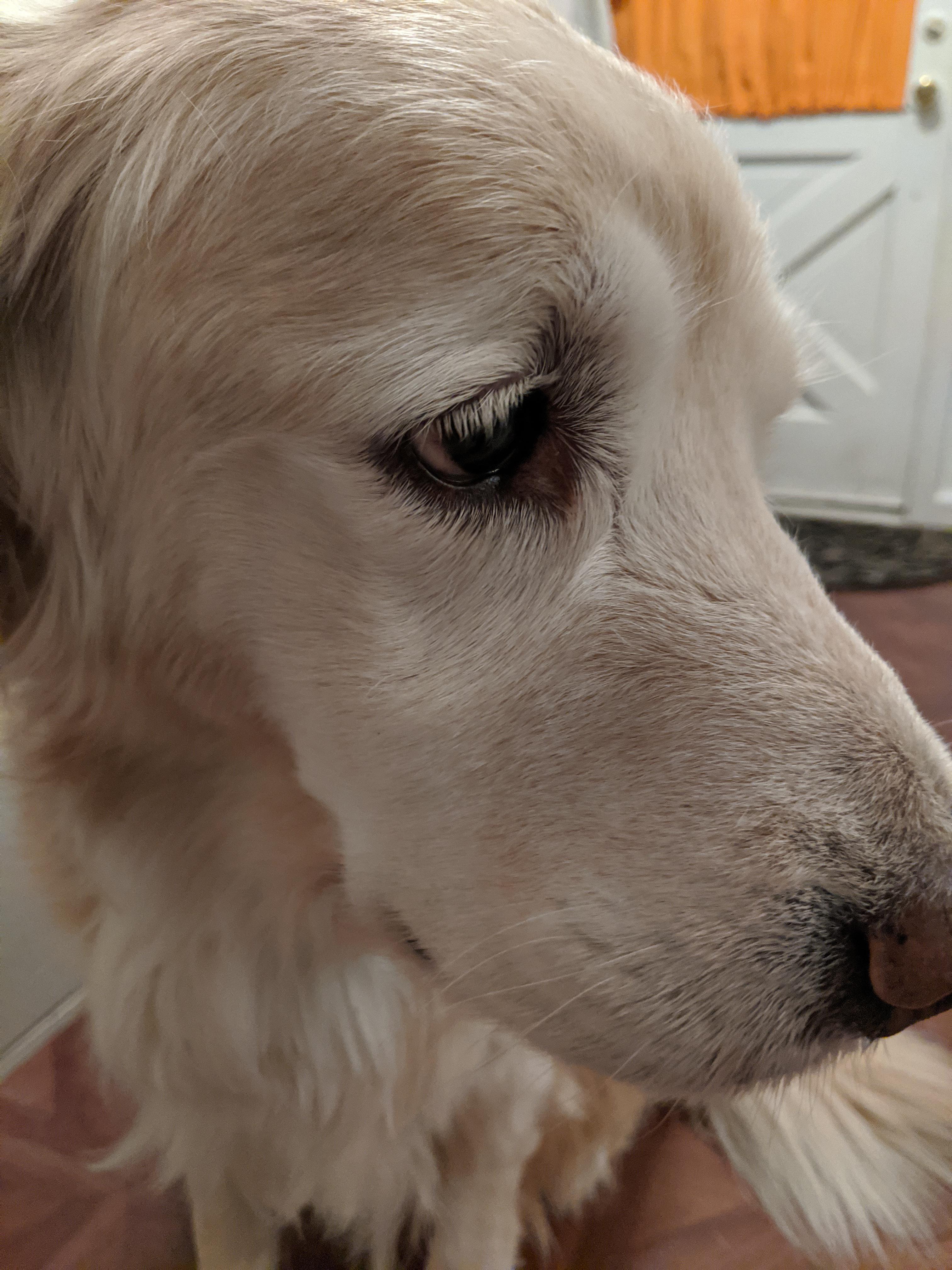 My 10 year old dog's face is turning white r/notinteresting