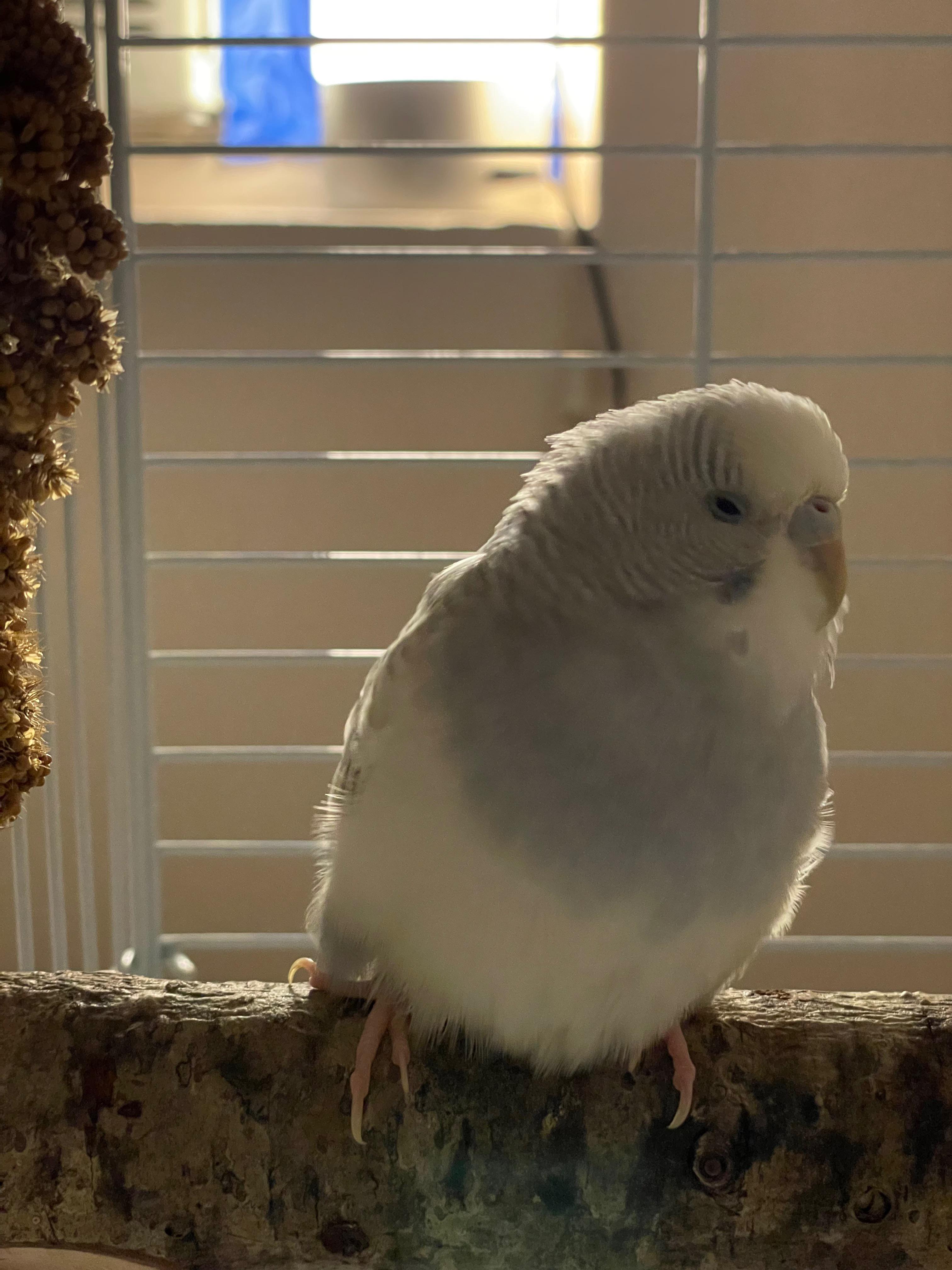 I had to euthanize my budgie r/budgies