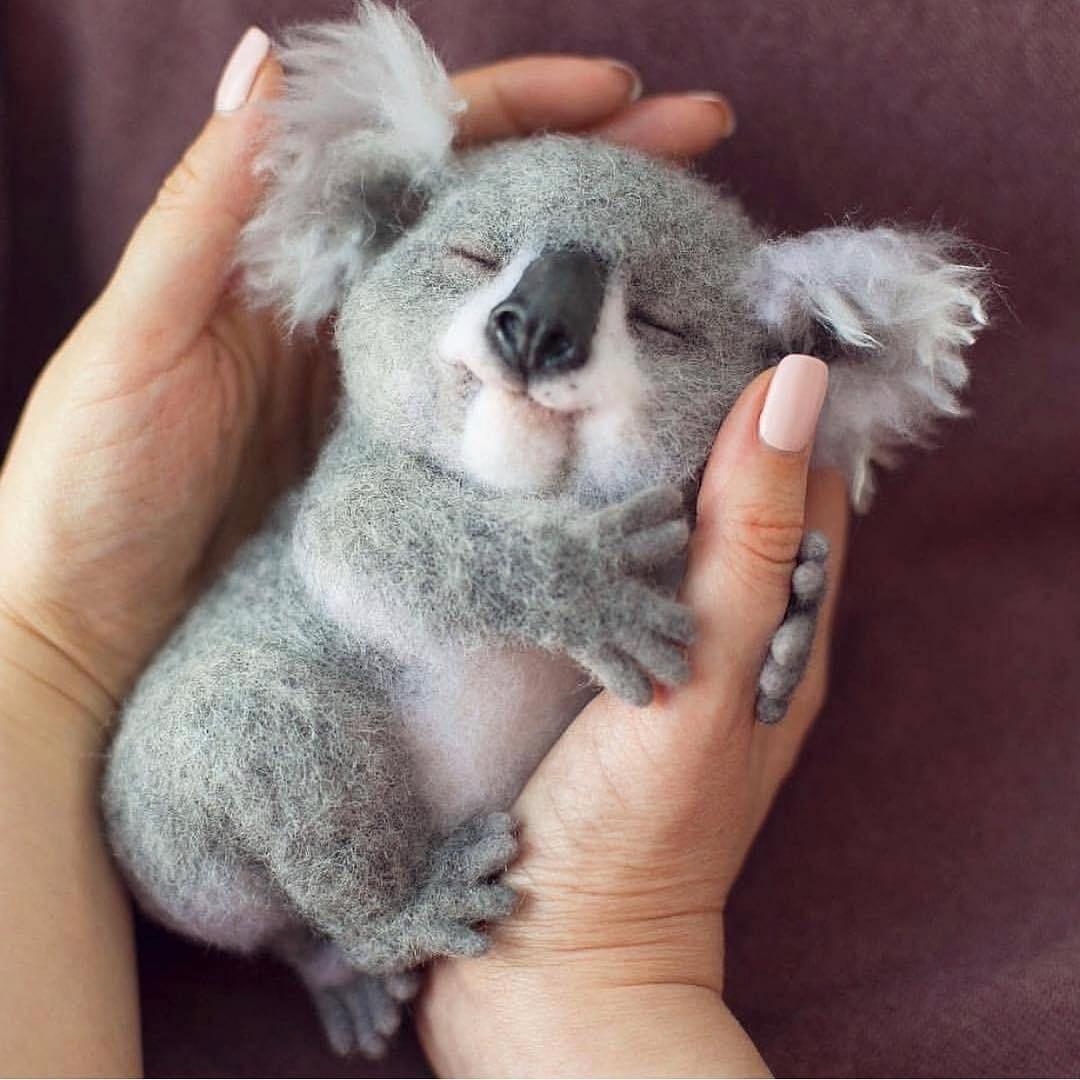 Found this on reddit and thought it belongs here r/koalas